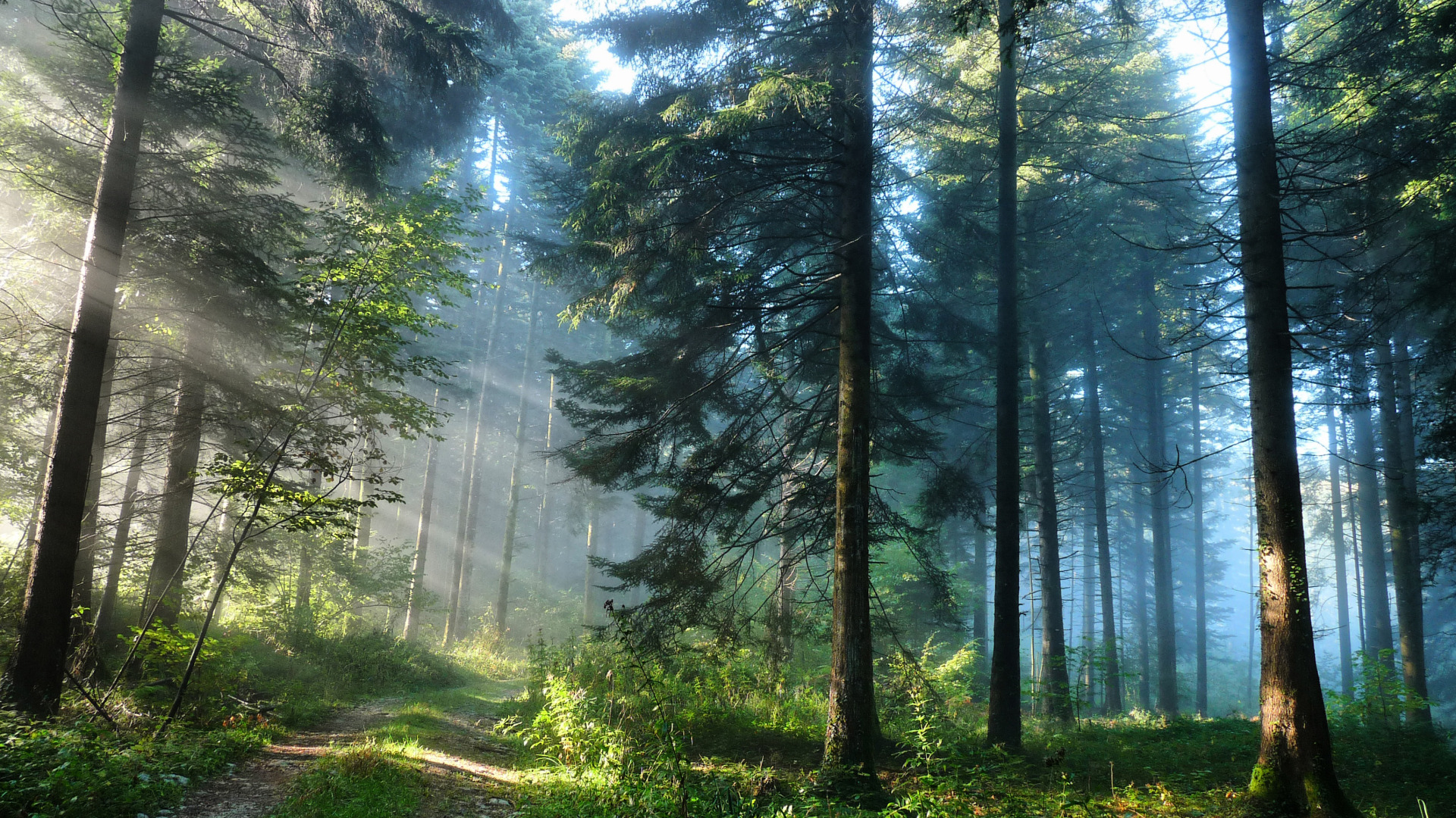 Природа лес. Красивый лес. Летний лес. Лес фон. 1280 х 1024 разрешение