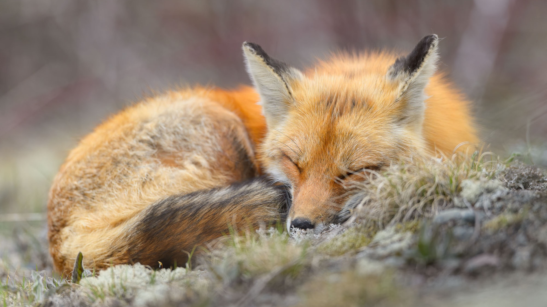 Рыжая лиса во сне. Лиса калачиком. Сонная лиса. Лиса лежит.
