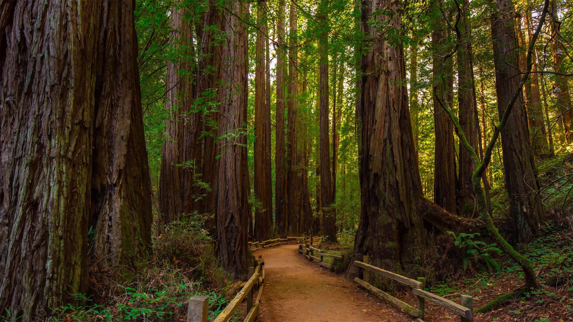 Tree us. Муир Вудс национальный парк. Парк Секвойя Muir Woods. Сан Франциско лес секвой. Парк Муир Вудс Калифорния.