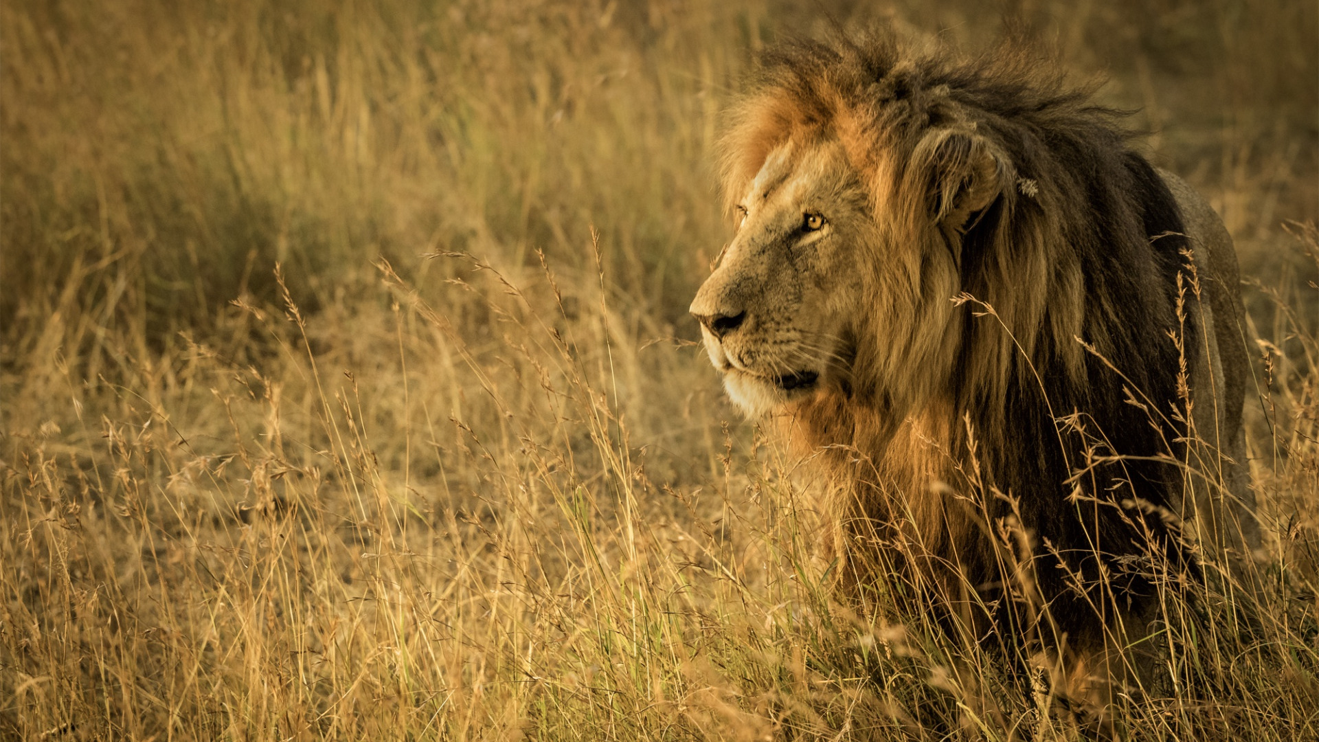Львы в саванне. Африка Саванна Лев. Львы в дикой природе. Хищные животные Лев. Africa lion