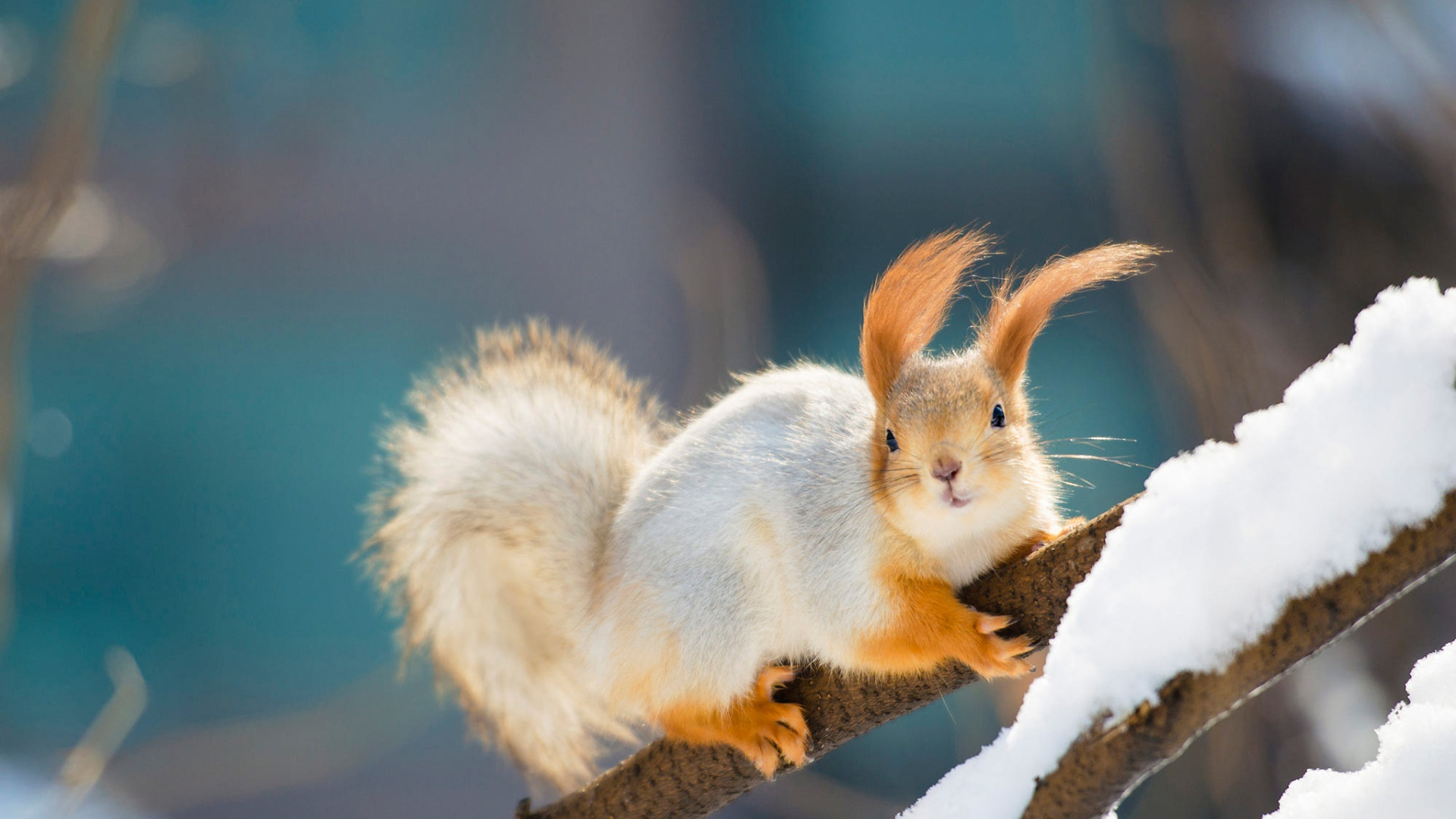 2 февраля какое животное. лиса зимой. вадим трунов белка зимой. белки танцуют. белка в снегу.