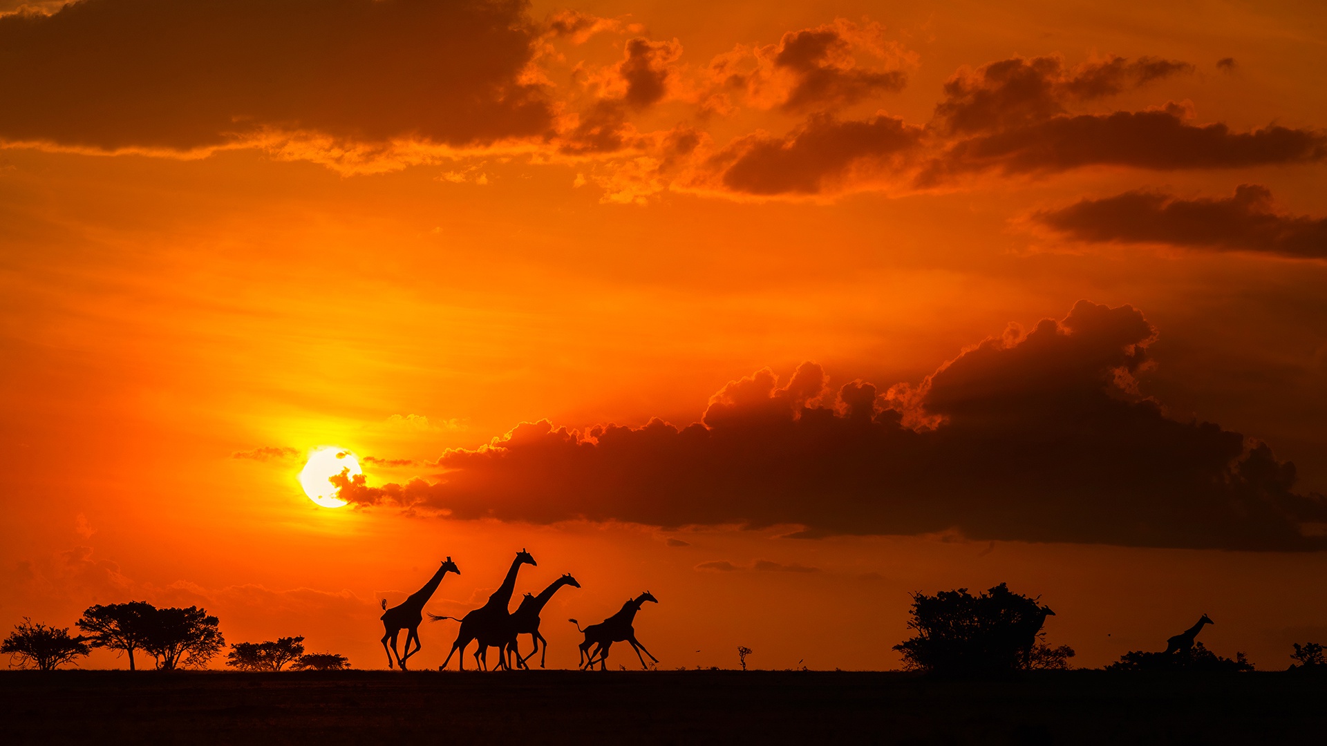 Скачать обои облака, закат, Солнце, жирафы, саванна, Африка, Sun, sunset,  раздел природа в разрешении 1920x1080