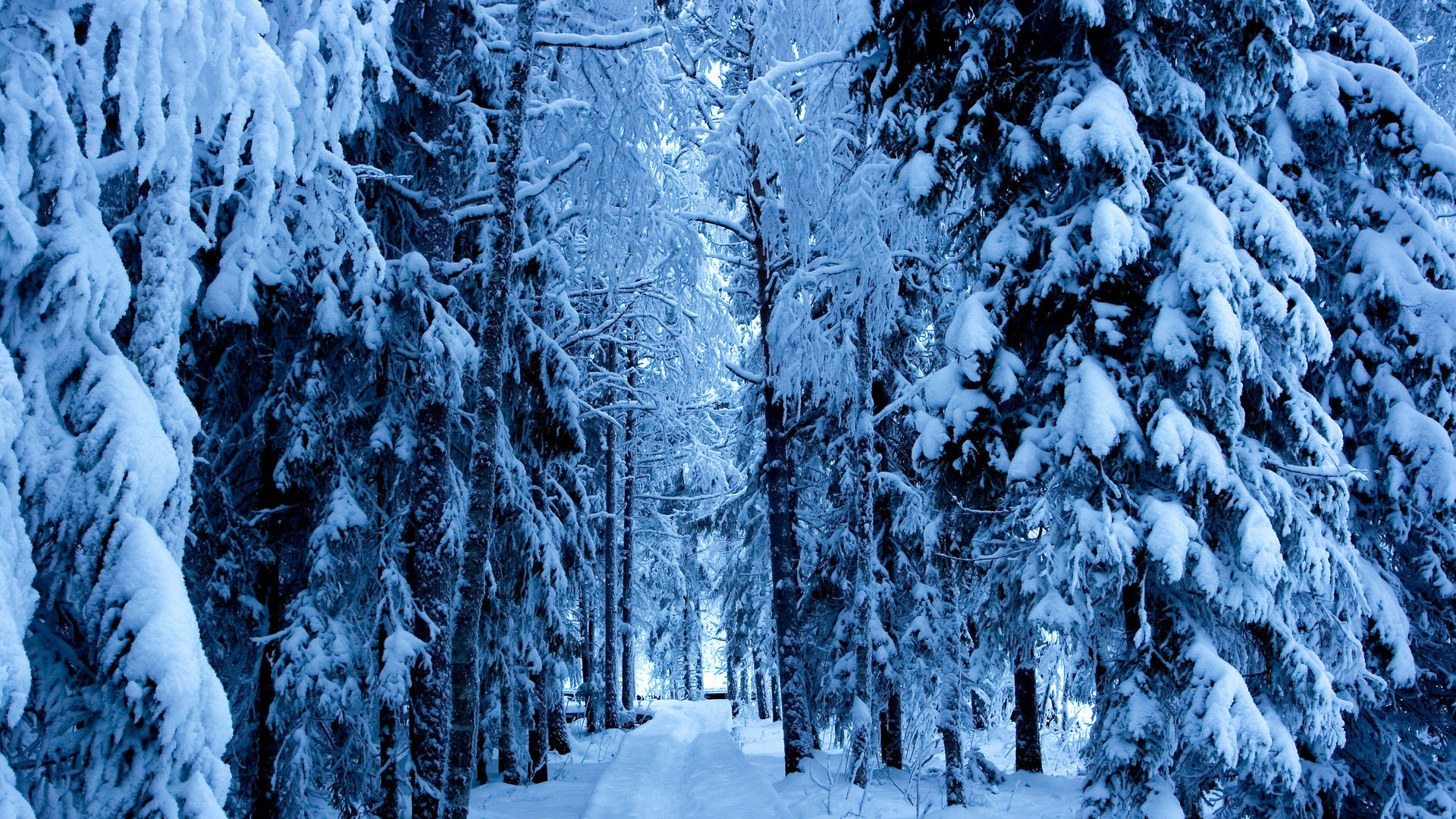 Snow covered fir trees фото 4