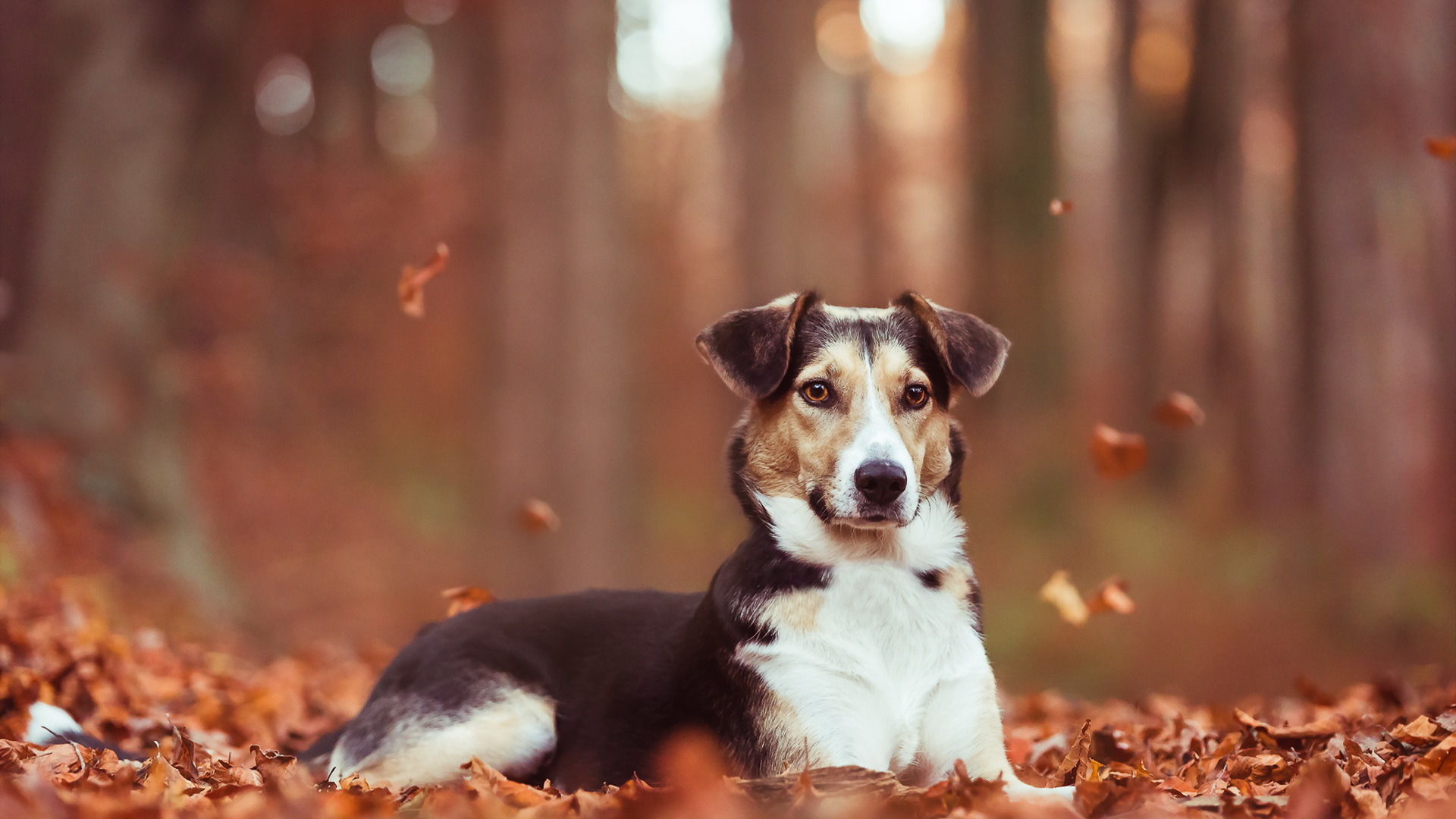 осень, взгляд, друг, собака