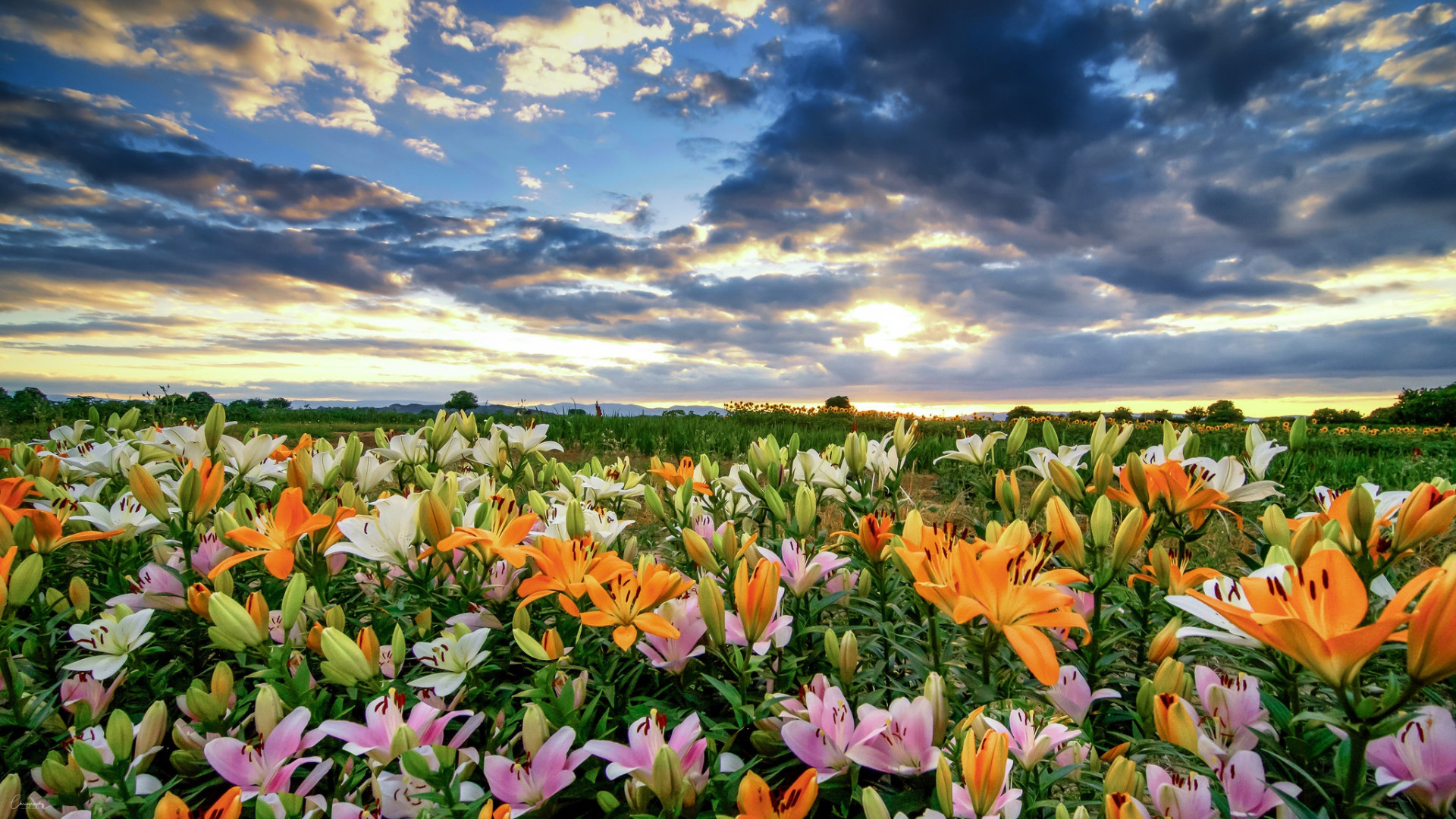 Полевая Лилия в Израиле. Природа цветы. Летние цветы. Лилии в природе. Много цветов в природе