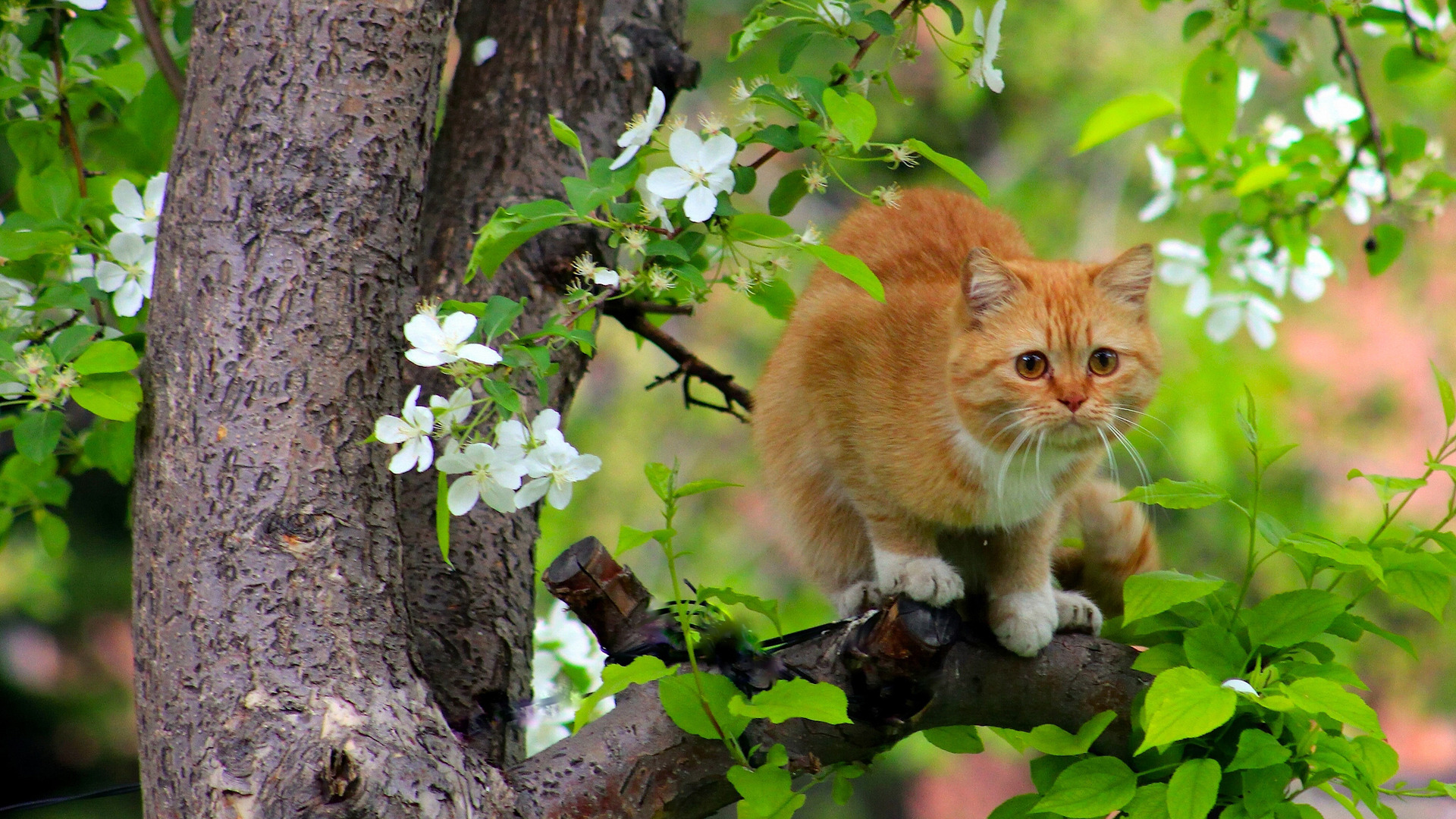 кошка в парке