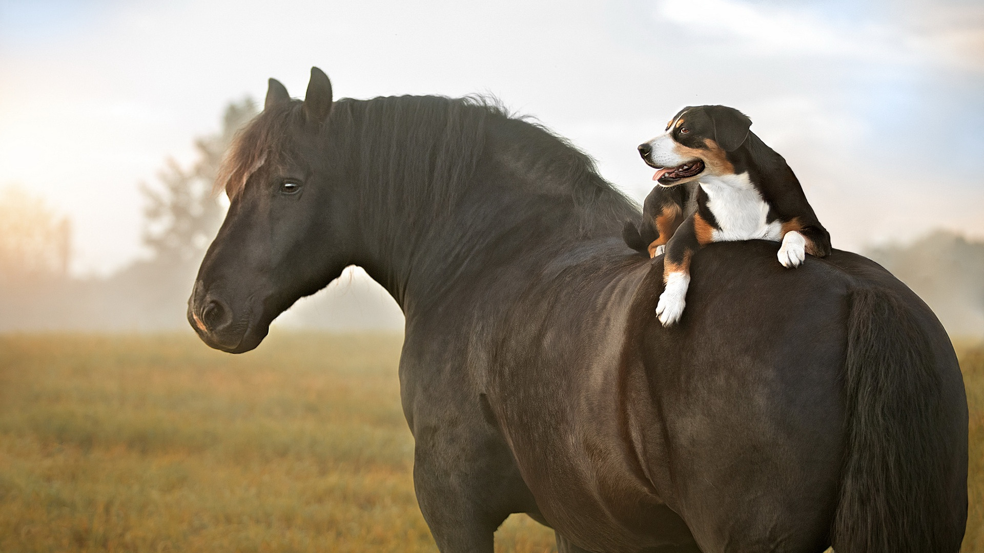 Коня споем. Лошадь. Лошадь и собака. Собака конь. Лошадки фото.