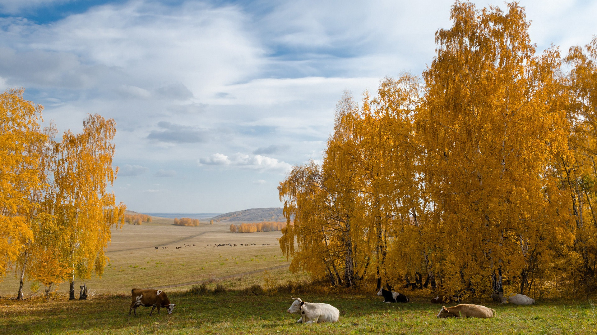 Осень На Полях Картинки