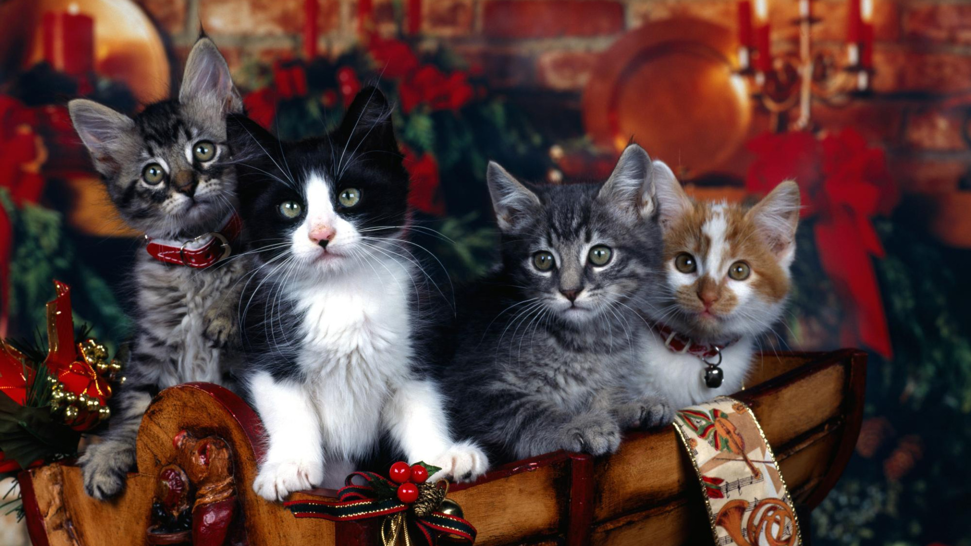 Скачать обои кошки, праздник, коты, новый год, котята, ошейник, елочные  украшения, четыре, раздел кошки в разрешении 1920x1080
