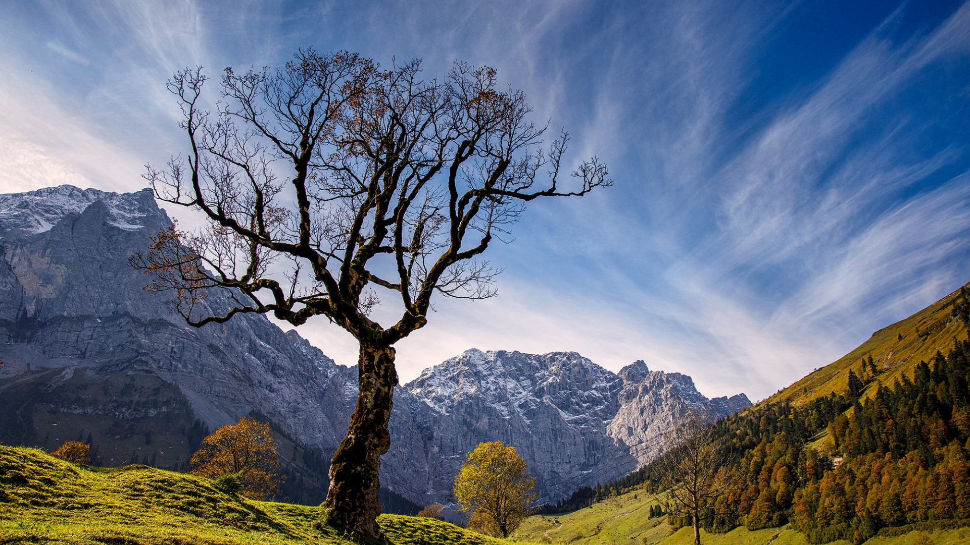 Горы ветка. Деревья на скалах. Дерево на склоне скалы. Гора веток. Mountain Branch.