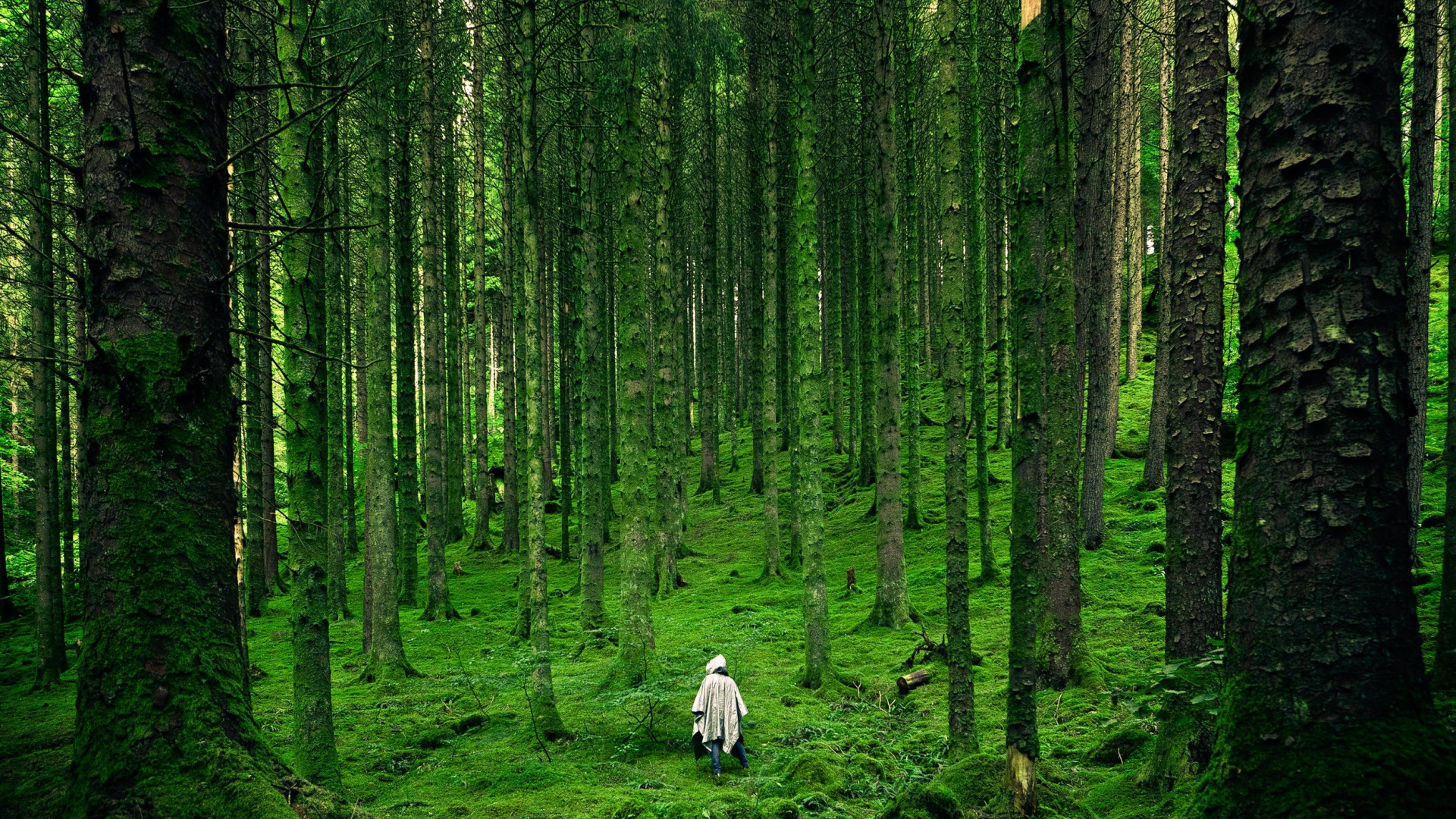 Forest journey. Синрин-Йоку. Мшистый лес Форкс. Мистический мховый лес Малайзия. Густой лес.