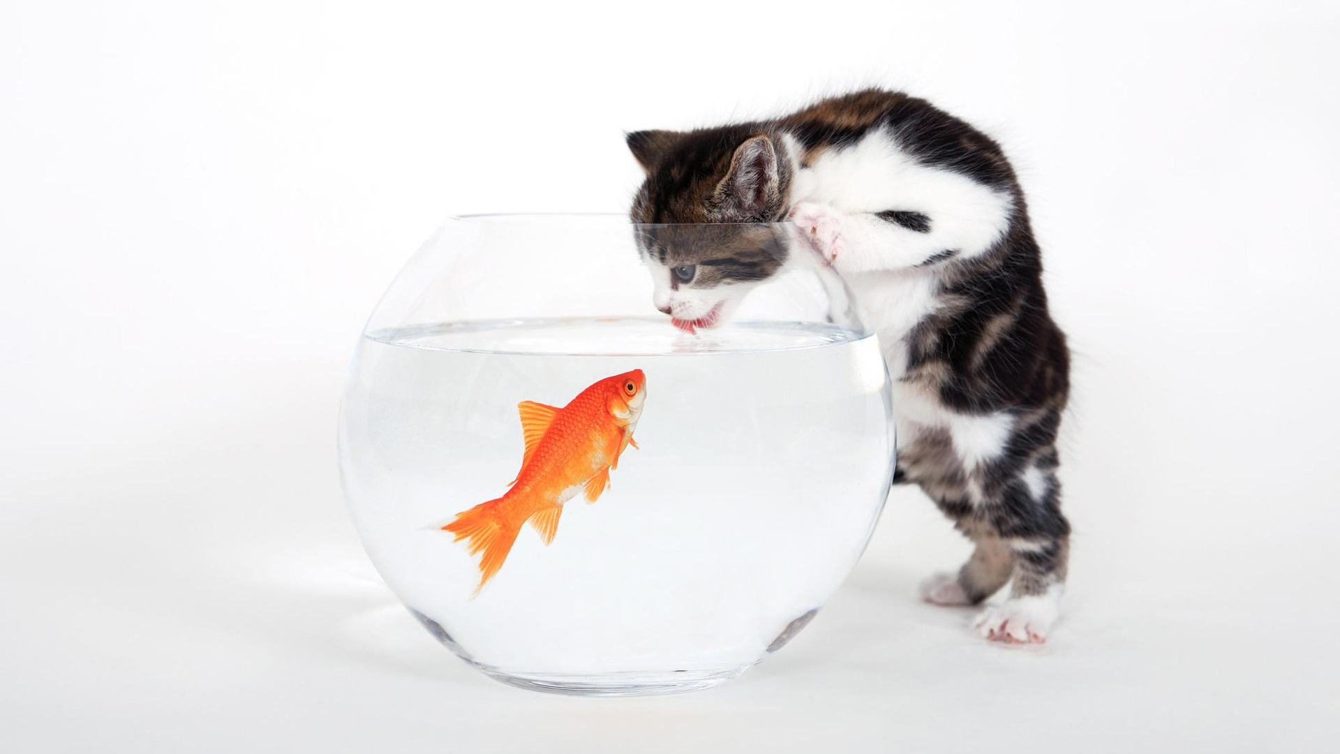 Кошечка рыбка. Рыбки для кошек. Аквариум с кошкой. Котенок и аквариум. Кот и рыбка в аквариуме.