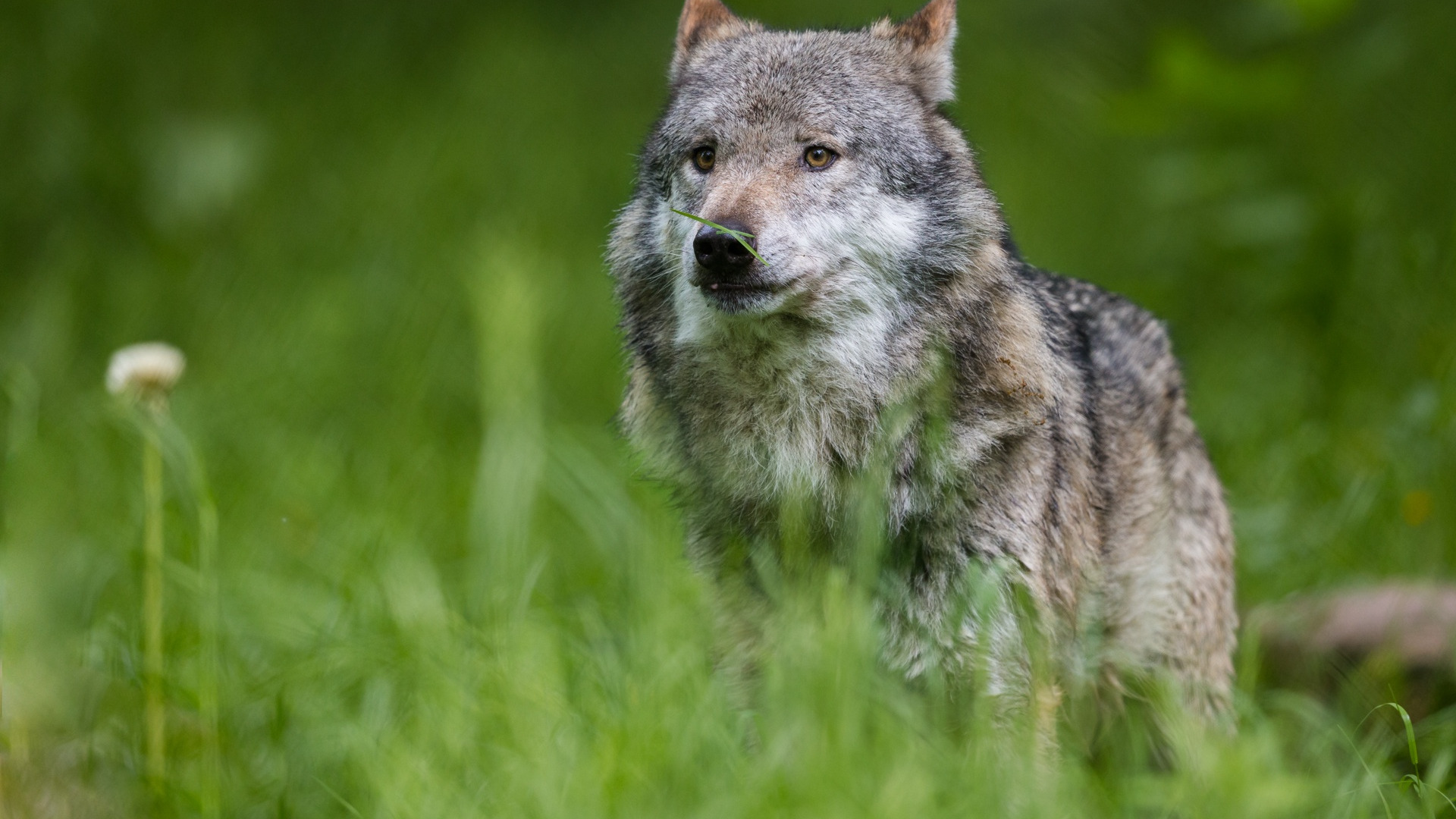 Волк трава. Во Волкова трава тут волк 1 класс. Hide in the long grass Wolf.