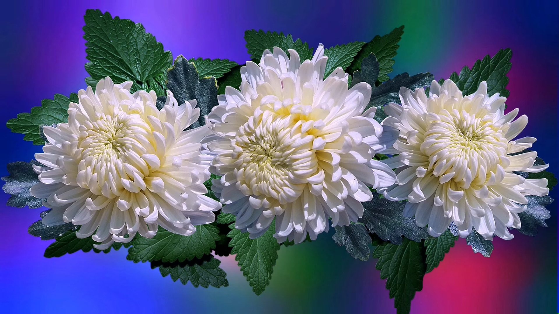 Красивые цветы хризантема. Хризантема Эвелин Буш. Хризантема звезда Востока. Хризантема Bislet White.
