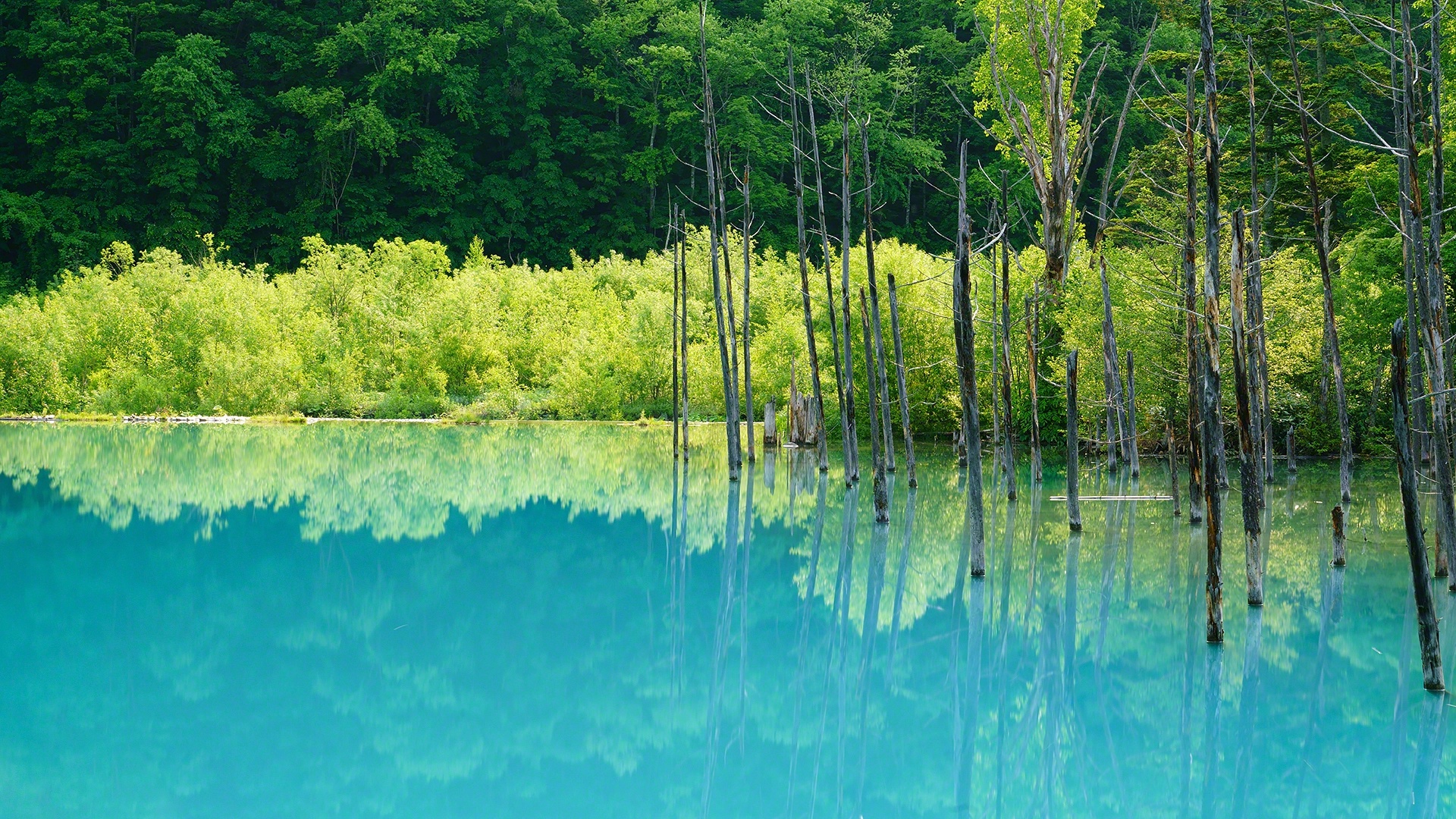 Озеро с синей водой. Голубое озеро Самарская область. Изумрудные озера Сахалин. Голубые озера Сахалин. Голубое озеро в лесу.