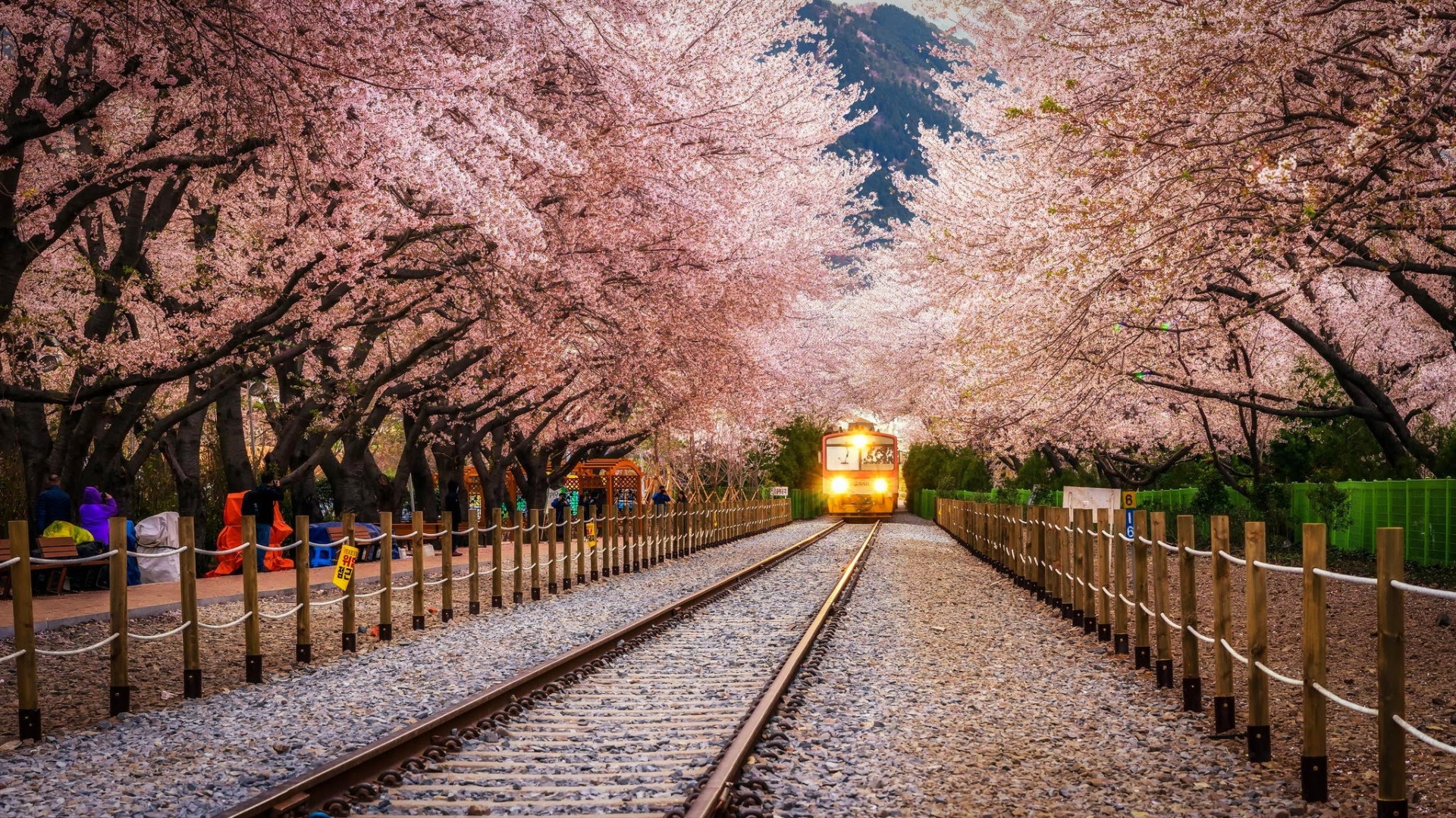 Обои Sakura, Landscape, Train, Railway на телефон и рабочий стол, раздел  город, разрешение 1920x1080 - скачать