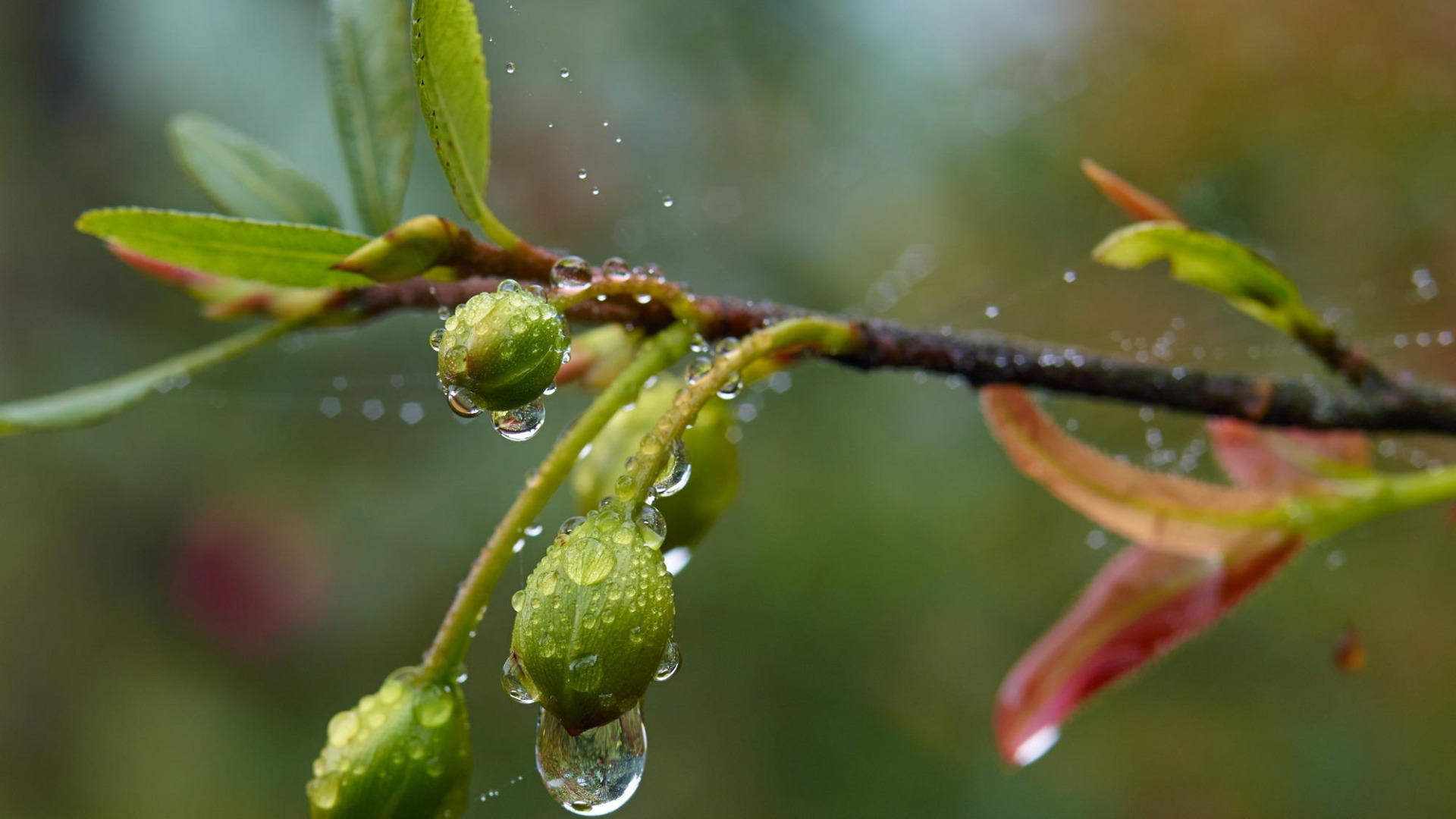 Дерево в капле воды. Весенний дождь. Весенняя капель.
