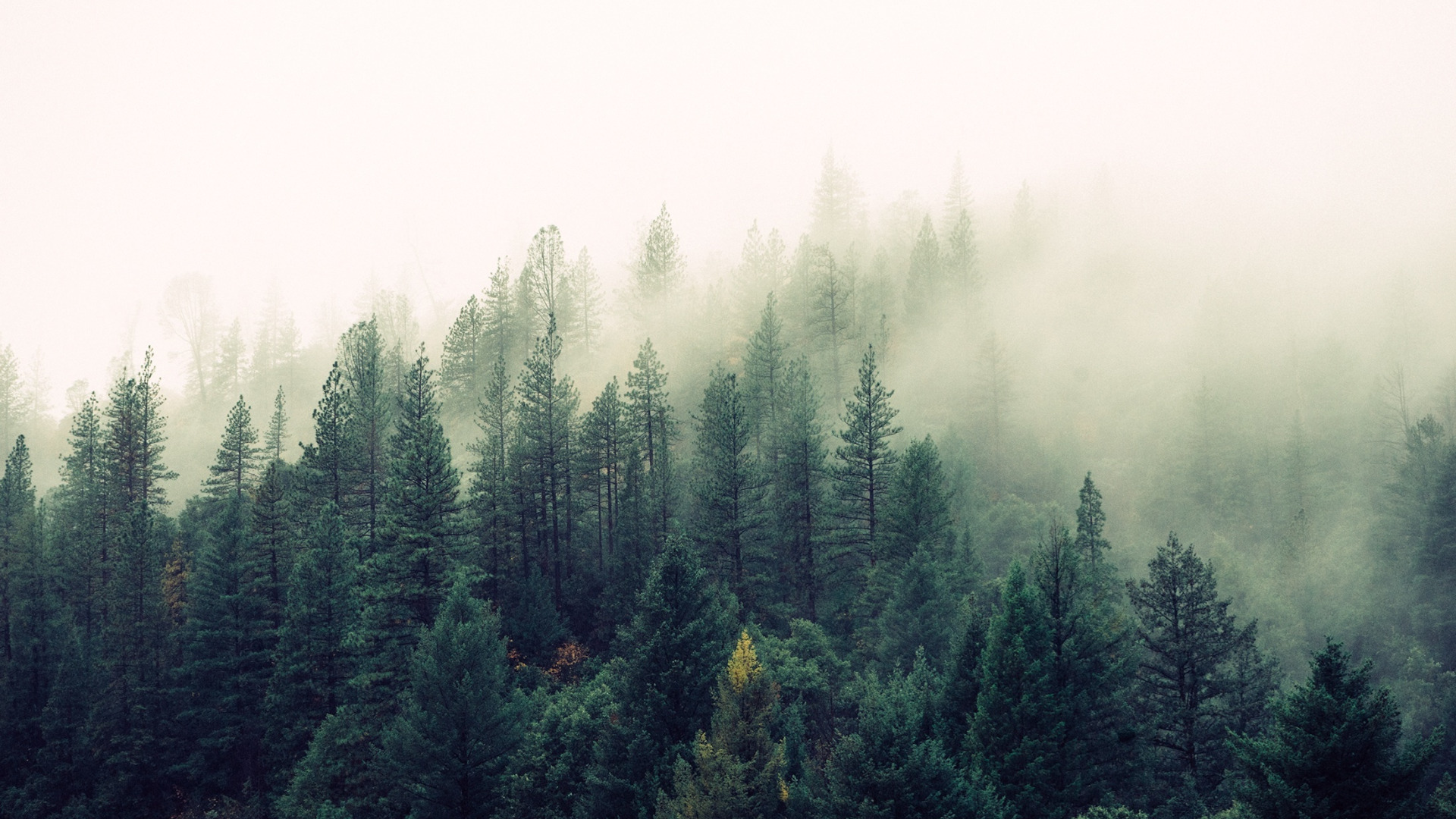 Обложка лесная. Фон туманный лес. Верхушки деревьев. Хвойный лес в тумане. Еловый лес.