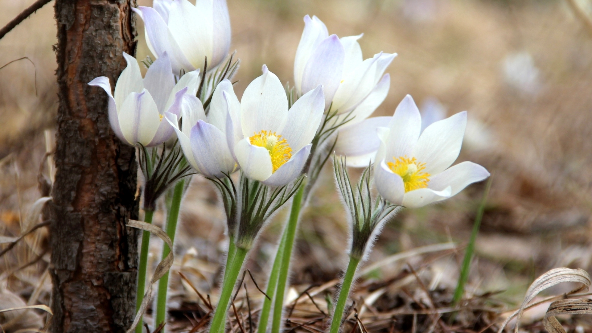 Белые цветы ранней весной