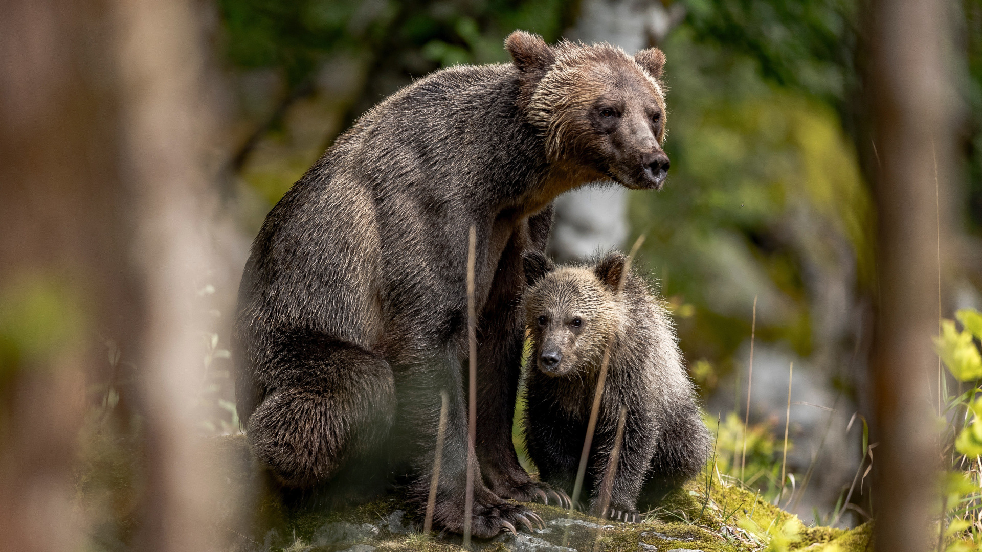 В австралии живут медведи. Медведица с медвежатами. Медведь в лесу. Медведь Гризли. Медведица с медвежатами в лесу.