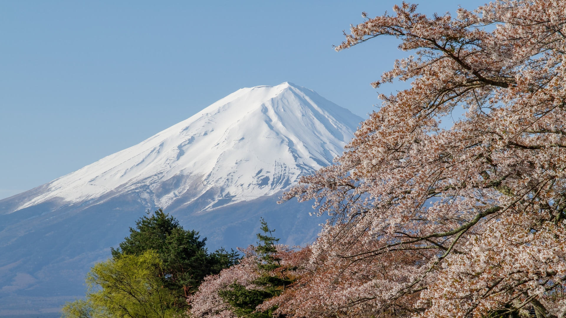 Сакура фудзияма. Гора Фудзияма в Японии. Гора Fuji Япония. Япония гора Фудзияма и Сакура. Гора Фудзи в Японии.