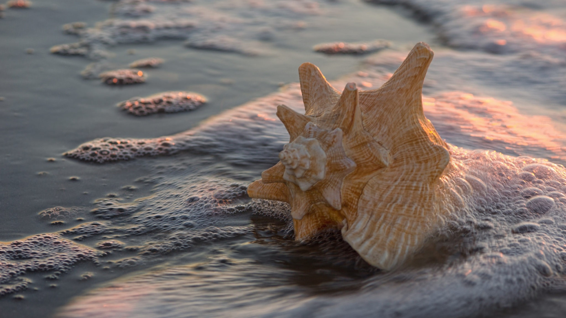 ракушки в море