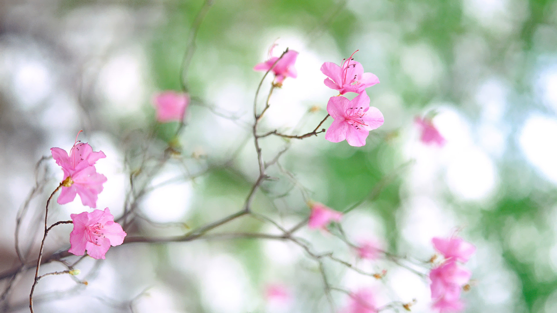 Спокойная весенняя музыка. Нежные весенние цветы. Нежные розовые цветы. Весенние обои на рабочий стол. Нежный цветок.
