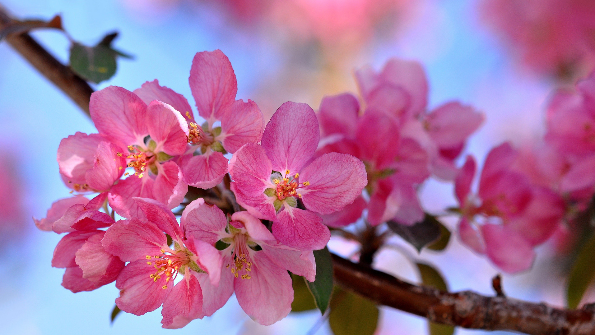 Цветет розовыми цветочками. Яблоня розовоцветущая. Яблоня Пинк цветение. Вишня розовоцветущая. Ветка яблони Хайтан.