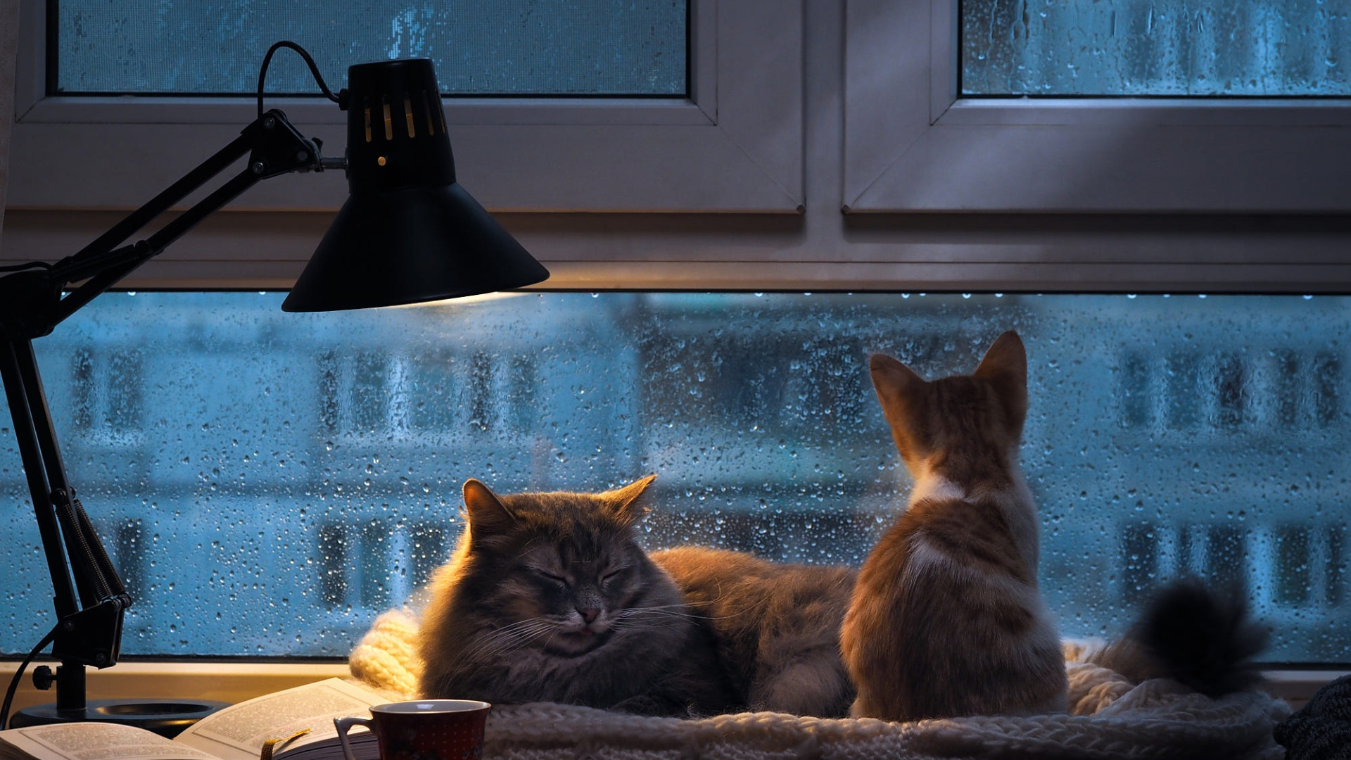 Кот на окне. Кот на окне уют. Уютные коты. Уютного вечера.