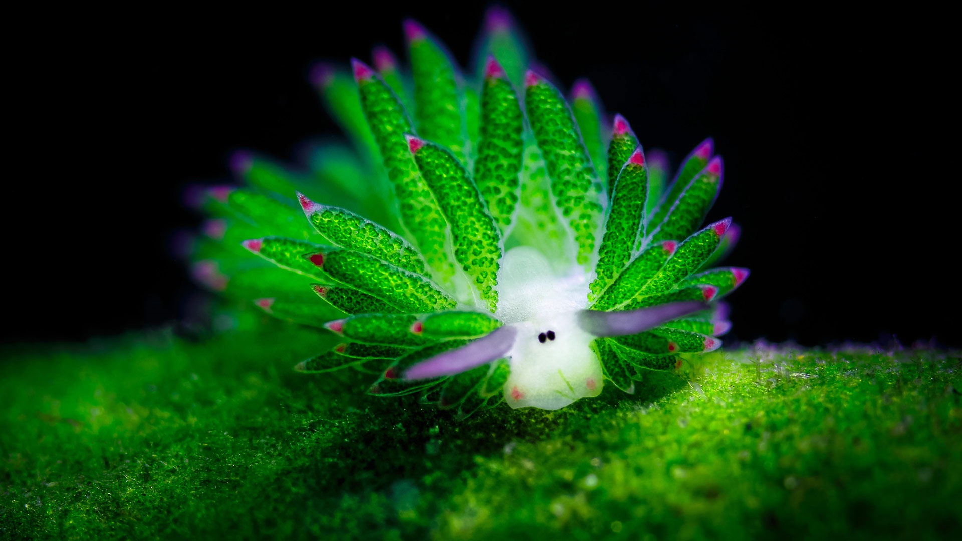 Costasiella kuroshimae - «морская Овечка»