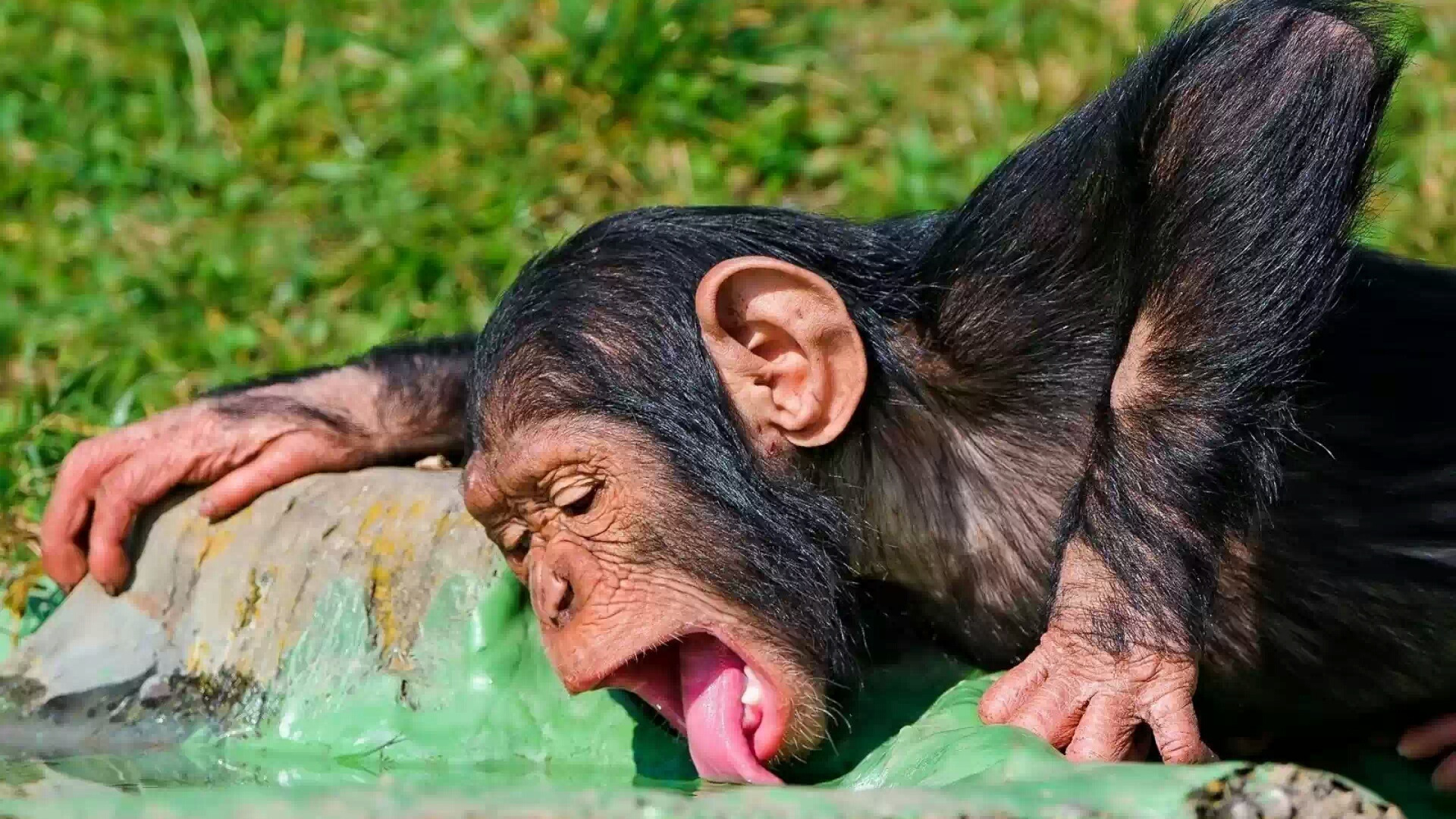 Смешное шимпанзе
