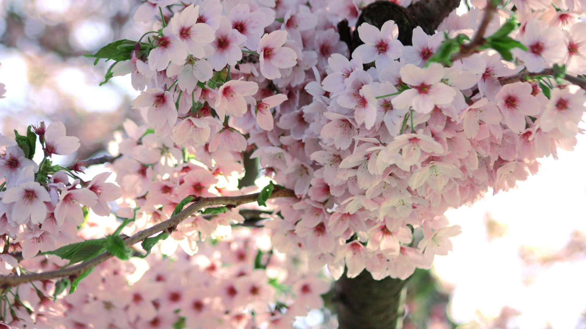 Sandevistan sakura. Акация Сакура. Сирень и Сакура. Сакура цветение растения. Кустарник красивоцветущий Сакура.