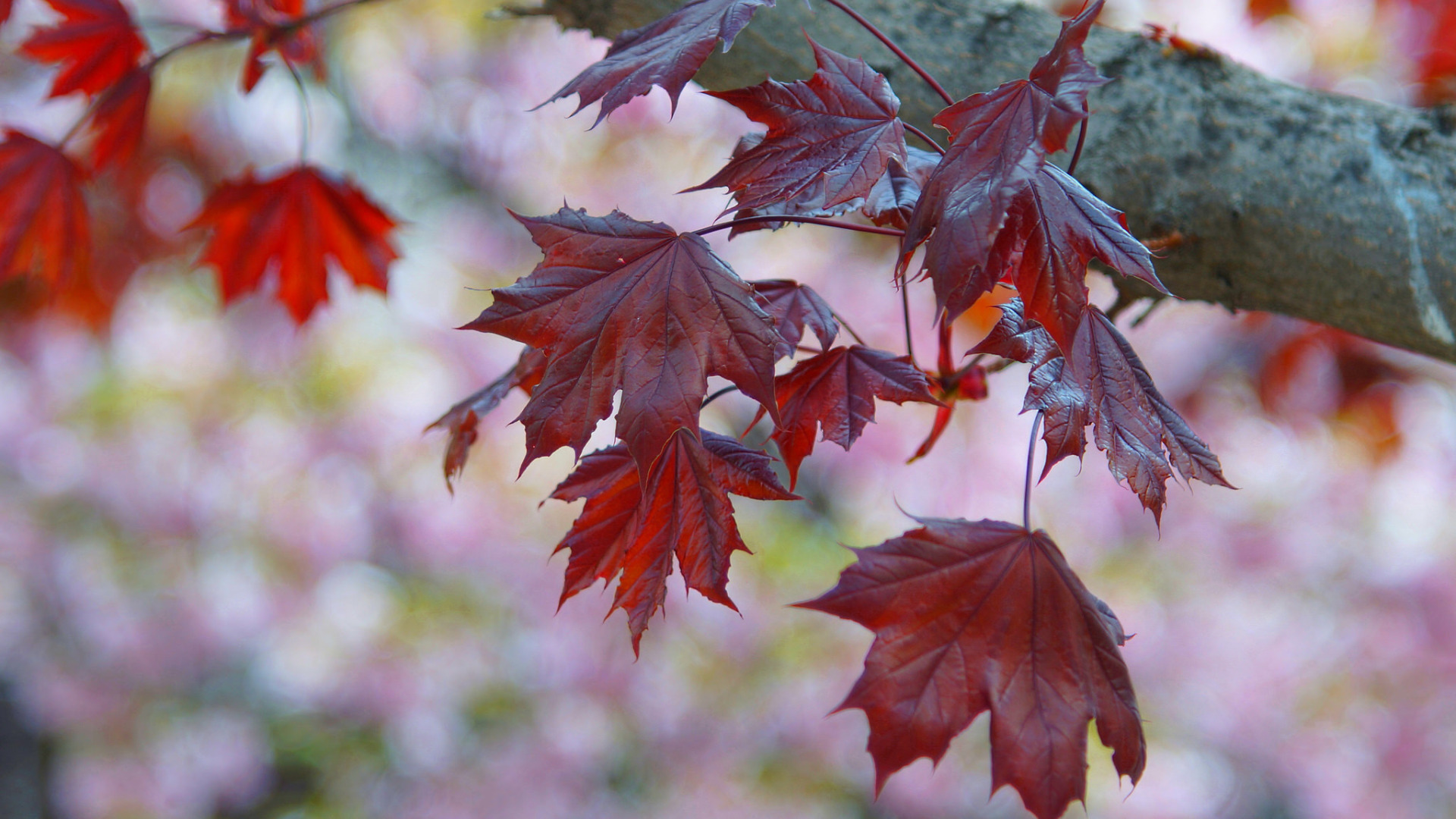 Осень последний лист. Ветка осеннего дерева. Красивые листья. Красивые листья деревьев. Лист клена.