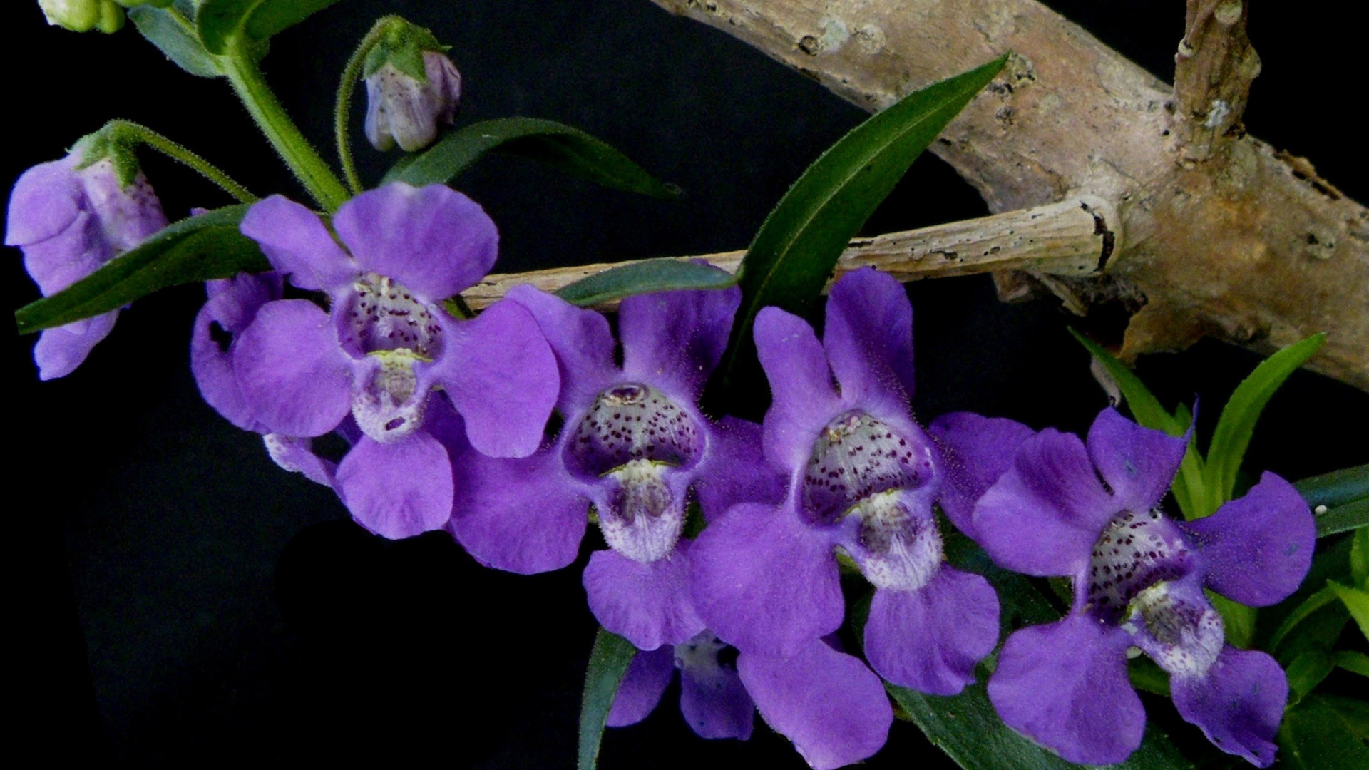 Р¦РІРµС‚РѕРє Angelonia angustifolia