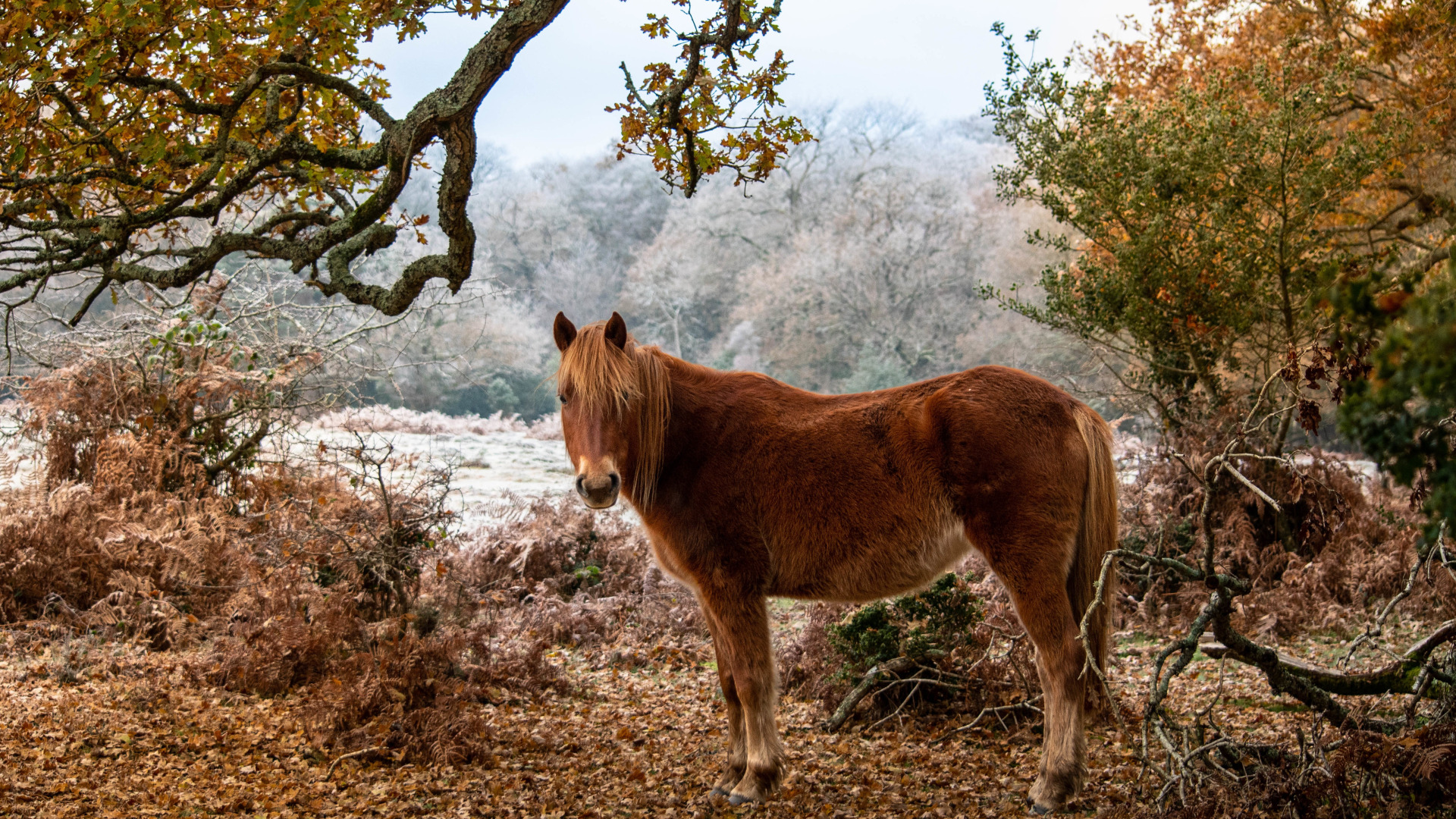 Horse Chat Rooms