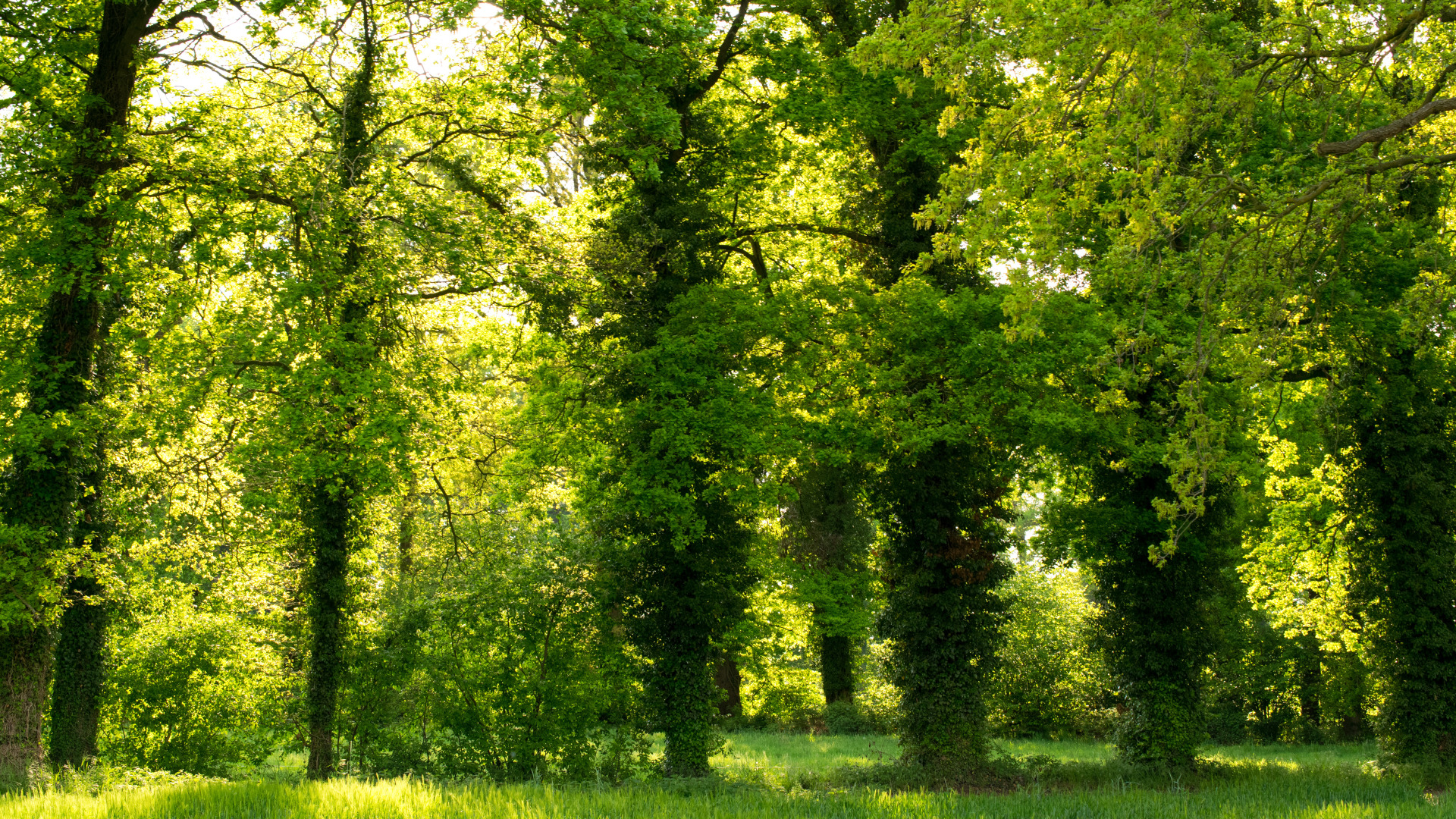 Green trees. Природа зелень. Парк деревья. Парк зелень. Фон дерево.