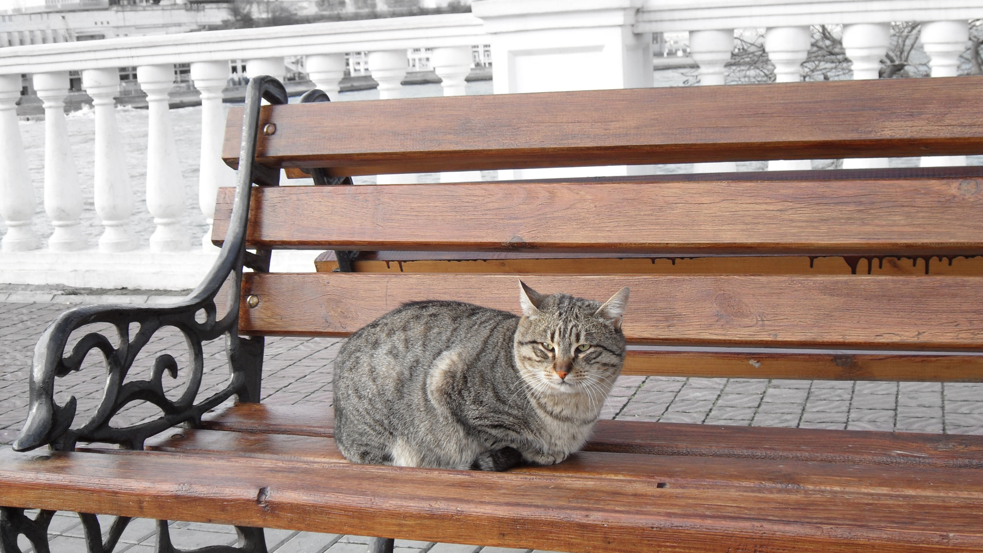 скамейка в виде кота