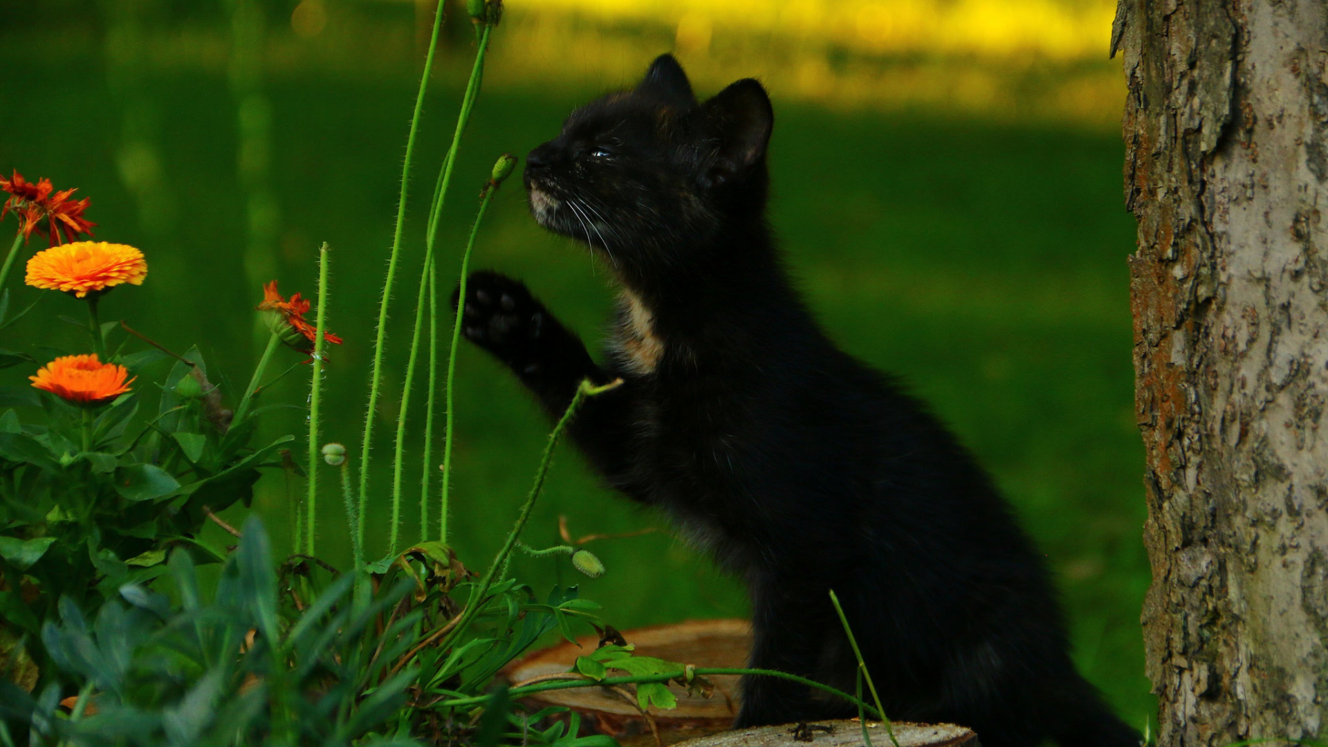 Черная кошка играть. Черный котенок. Черный кот на природе. Кошечка черная. Черная кошка на природе.