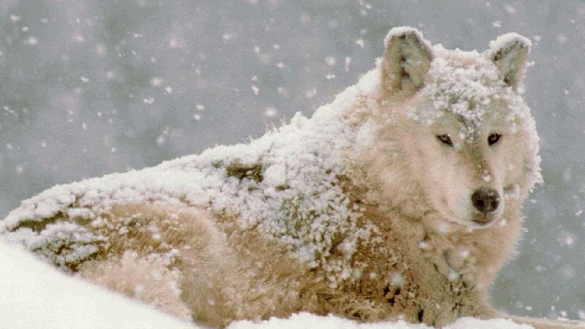 Snow wolf opiniones