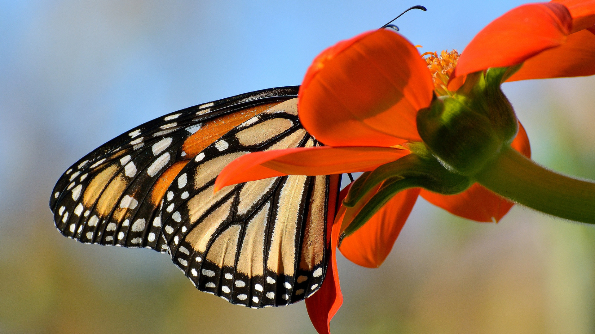 Лепесток крыло бабочки. Бабочка на цветке. Бабочка Монарх на красивом цветке. Цветок Крылья бабочки. Крылья бабочки монарха.