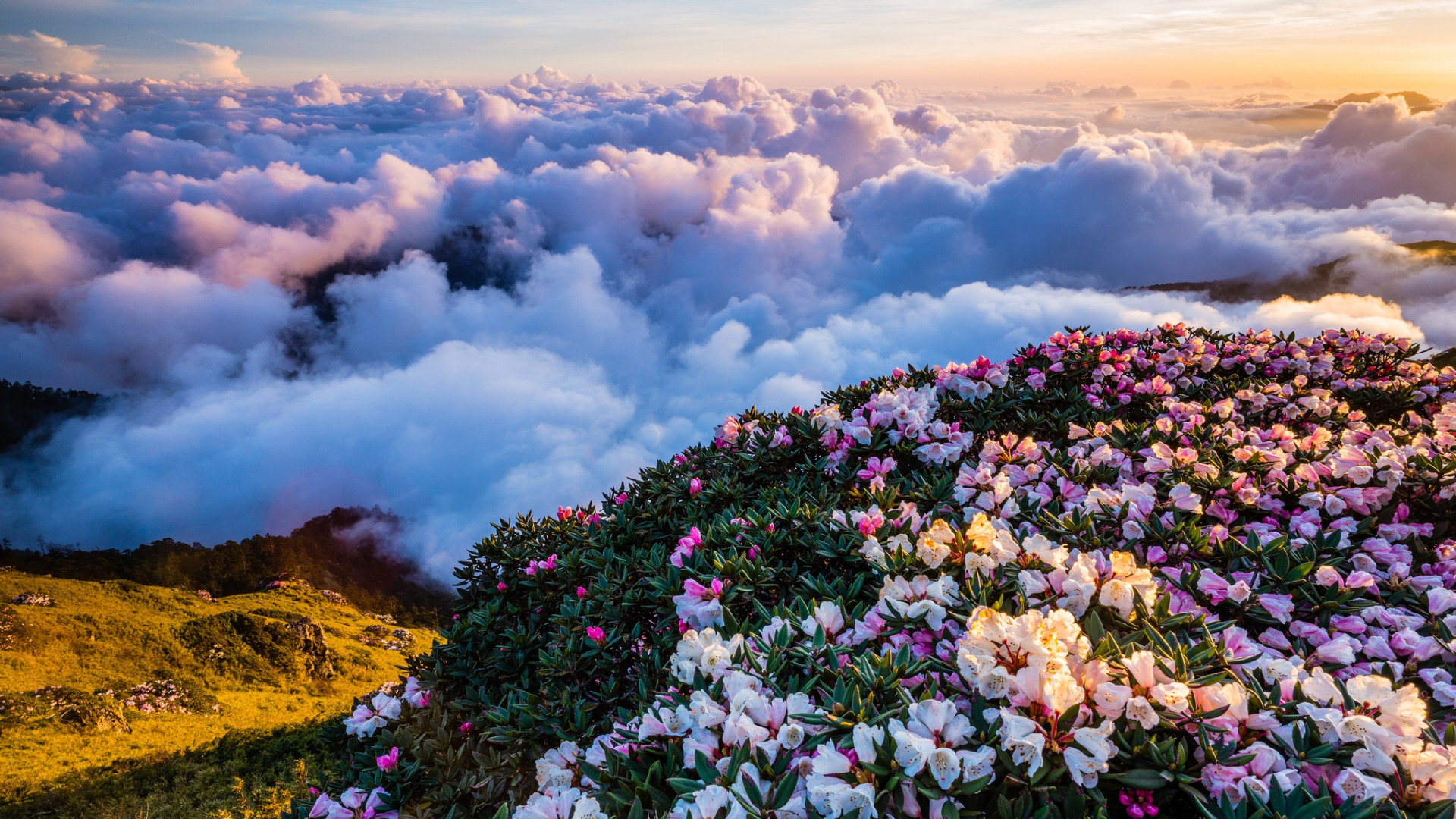Цветы в горах. Горы в цветах. Пейзаж цветы. Красота природы. Розы над облаками