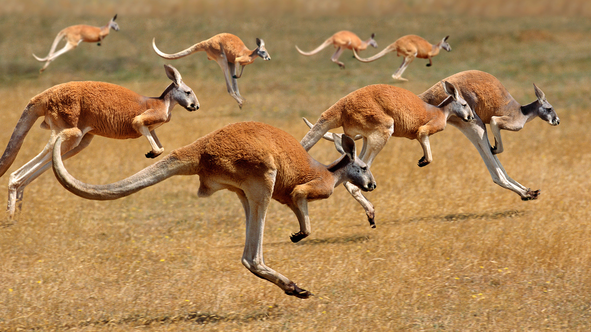 Жизнь животных в разное время. Кенгуру в Австралии. Фауна Австралии кенгуру. Австралия Саванна с кенгуру. Популяция кенгуру.