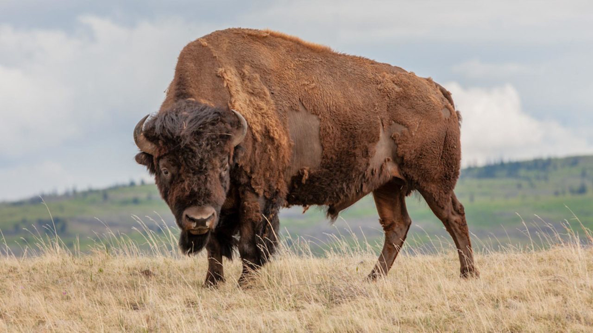 Grassland животные. Животные прерии Северной Америки. Картинка бизоны в степи фото. Канал бизон