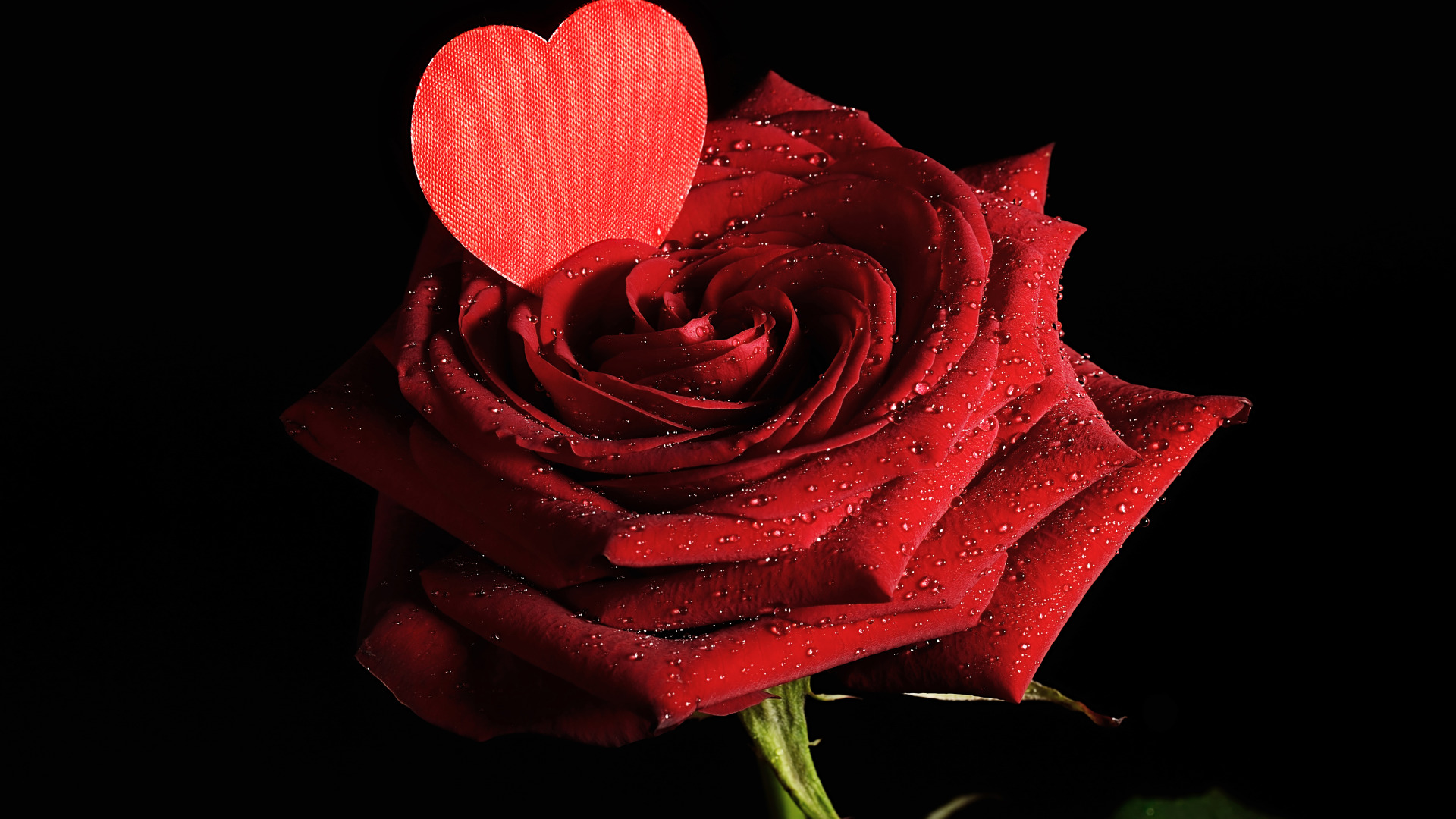 Розочки любимые. Цветы розы. Красивые красные розы. "Цветы любви".