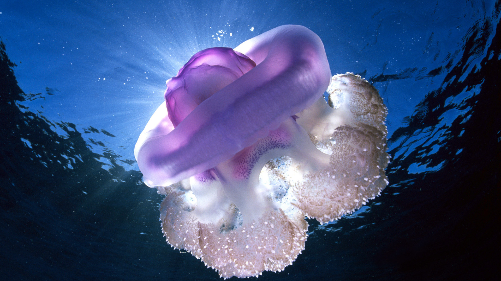 Странная вода. Медуза Джеллифиш. Обои на рабочий стол подводный мир. Необычная медуза. Медуза морская.