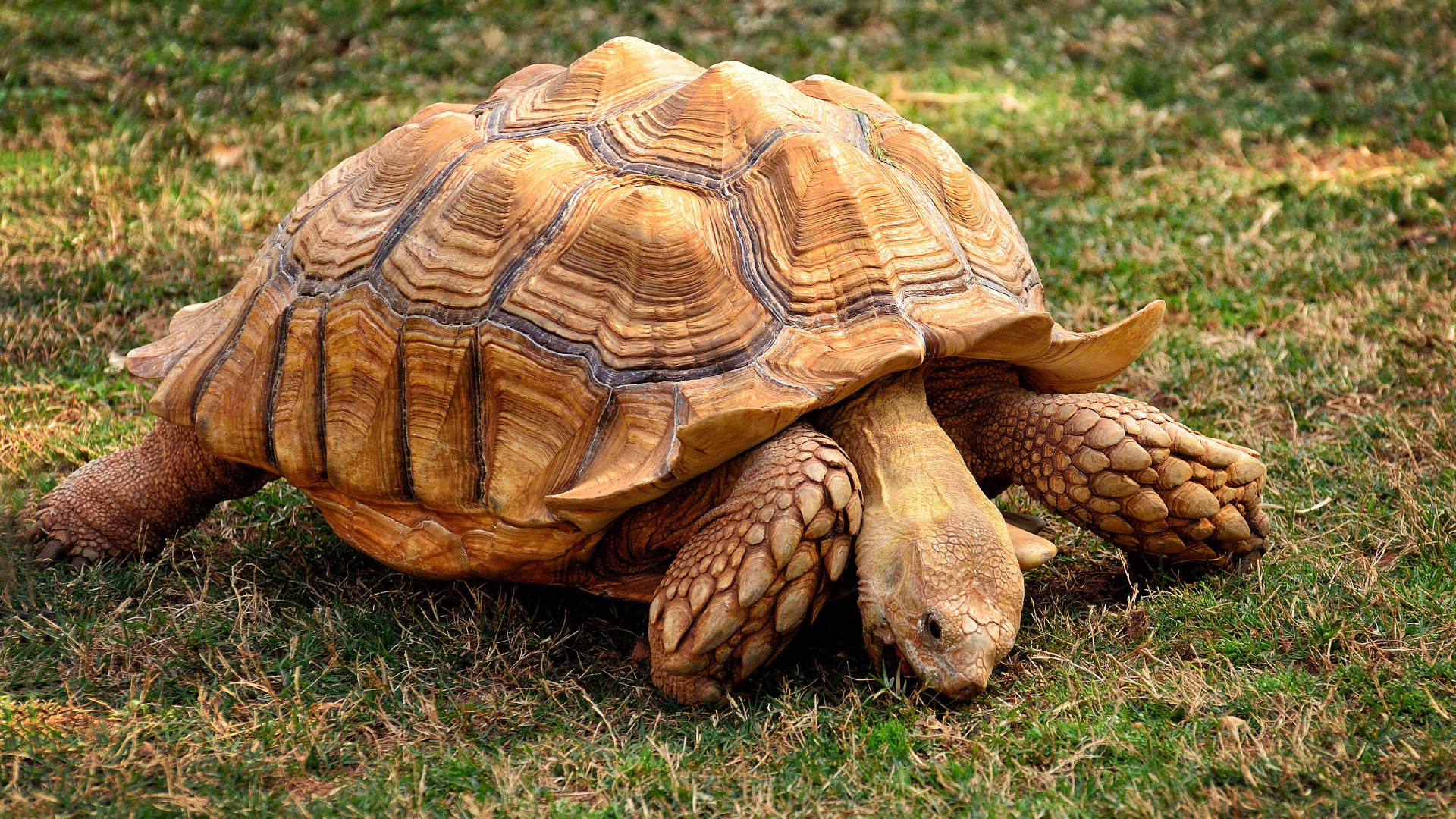 Панцирь большой черепахи. Дермохелис черепаха. Панцирная черепаха. Панцирь большой черепахи. Черепаха тартаруга.