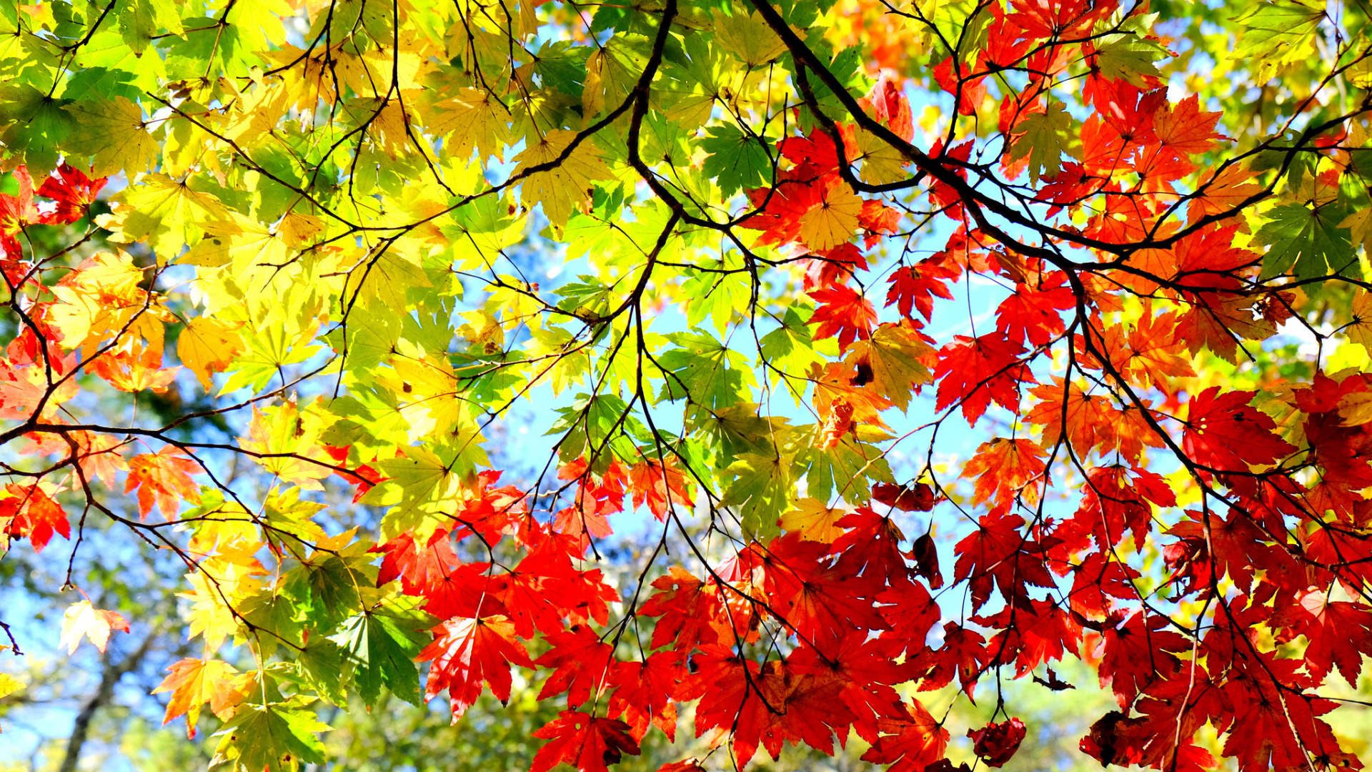 2 сентября осень. Багрянец осин. Клен дерево. Клен осенью. Осень клен.