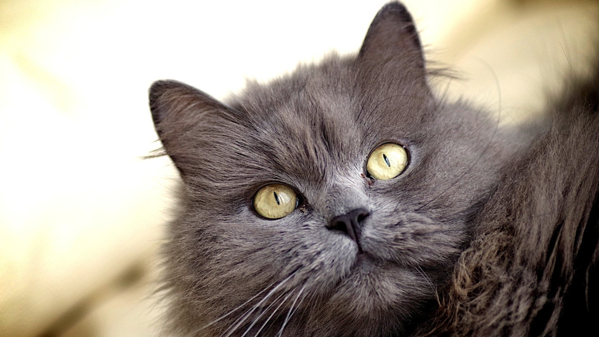 Полная киса. Сибирский Нибелунг длинношерстный. Нибелунг кошка. Сибирский Нибелунг длинношерстный кот. Кот британец и Нибелунг.