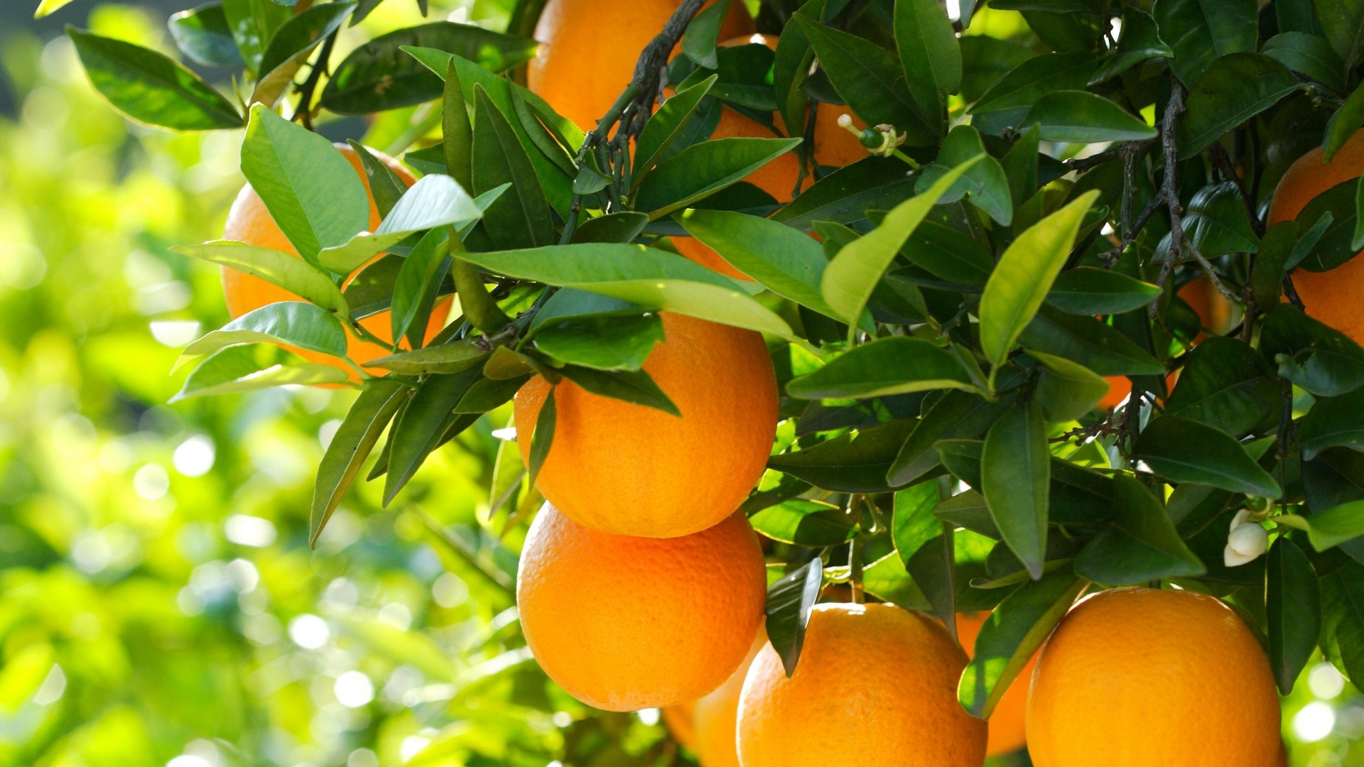 Апельсин (Citrus sinensis)