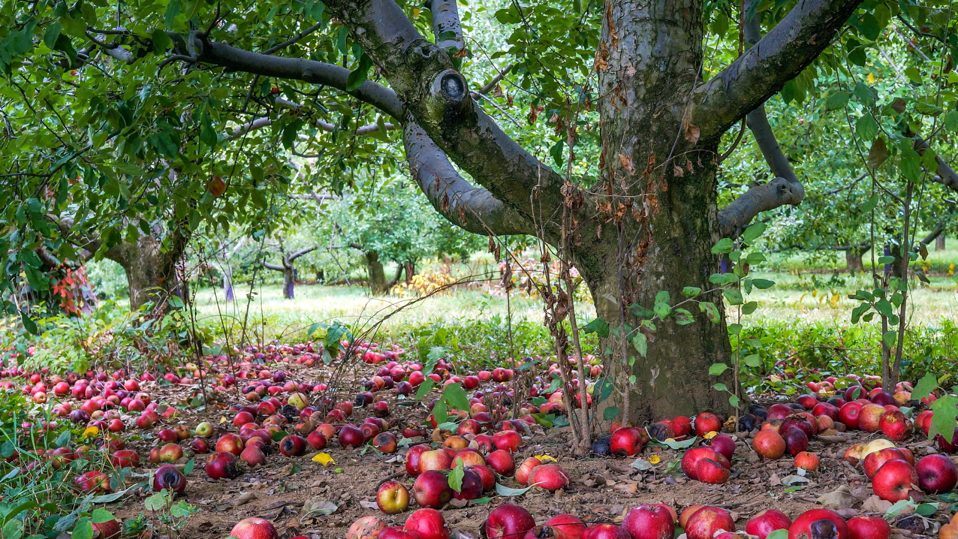 Apple garden ул кирова 98 фото